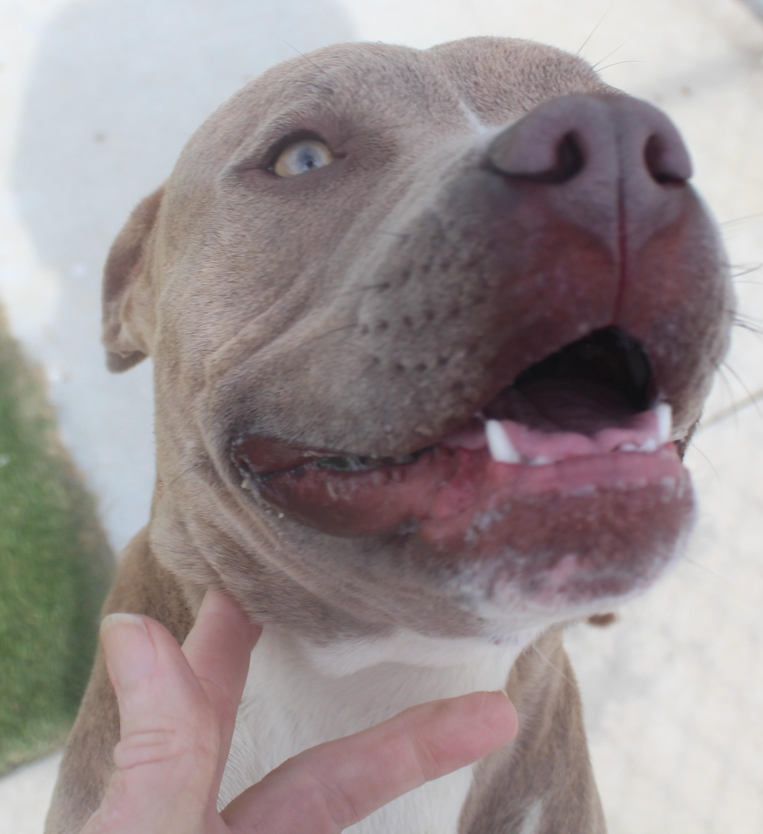 Enlarge FIONA (AVAILABLE 4/1/2026), a ADOPTABLE American Staffordshire Terrier in Wasco, CA image 1/5
