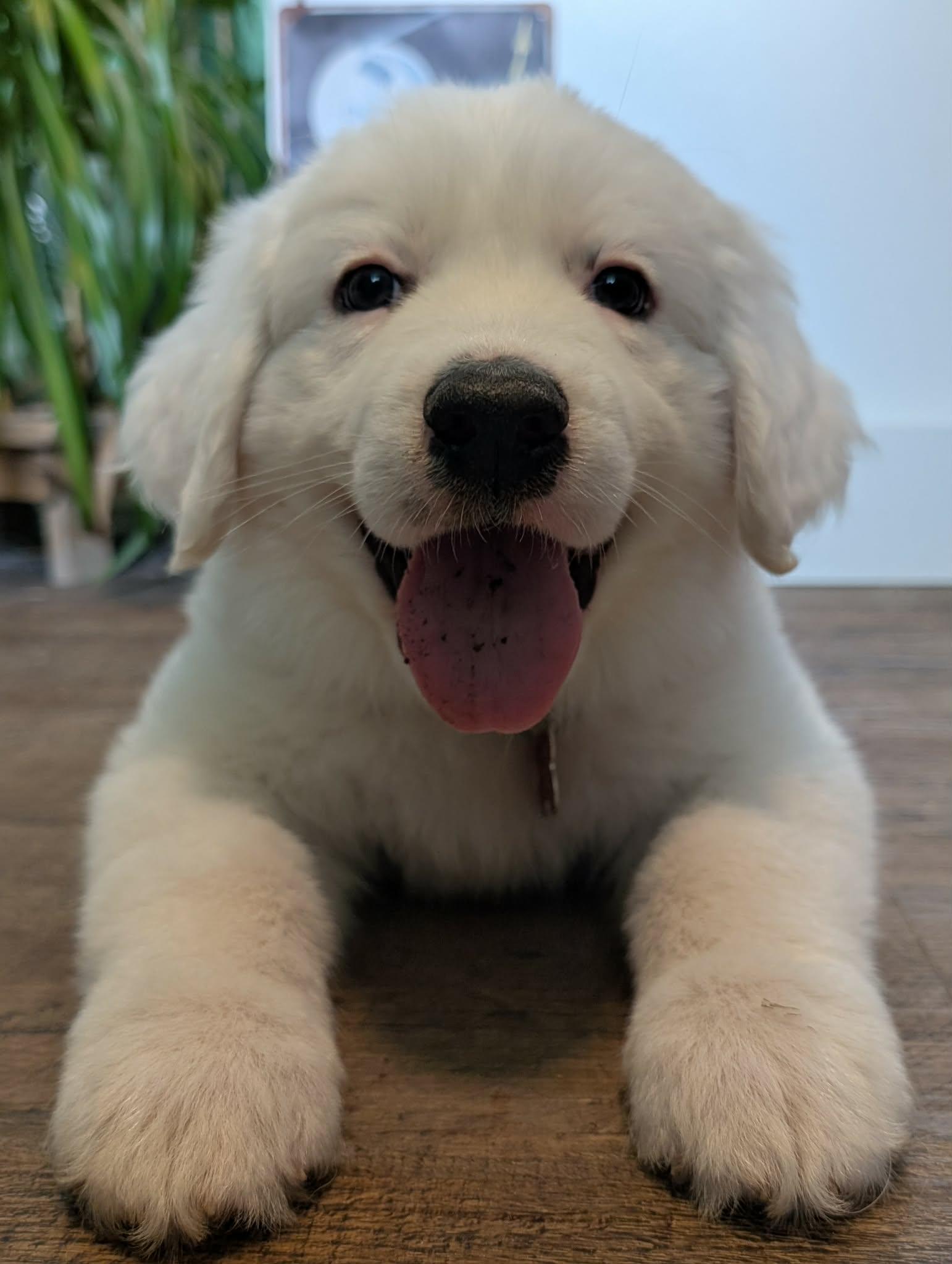 Sputnik, ADOPTABLE, Puppy Male Great Pyrenees.