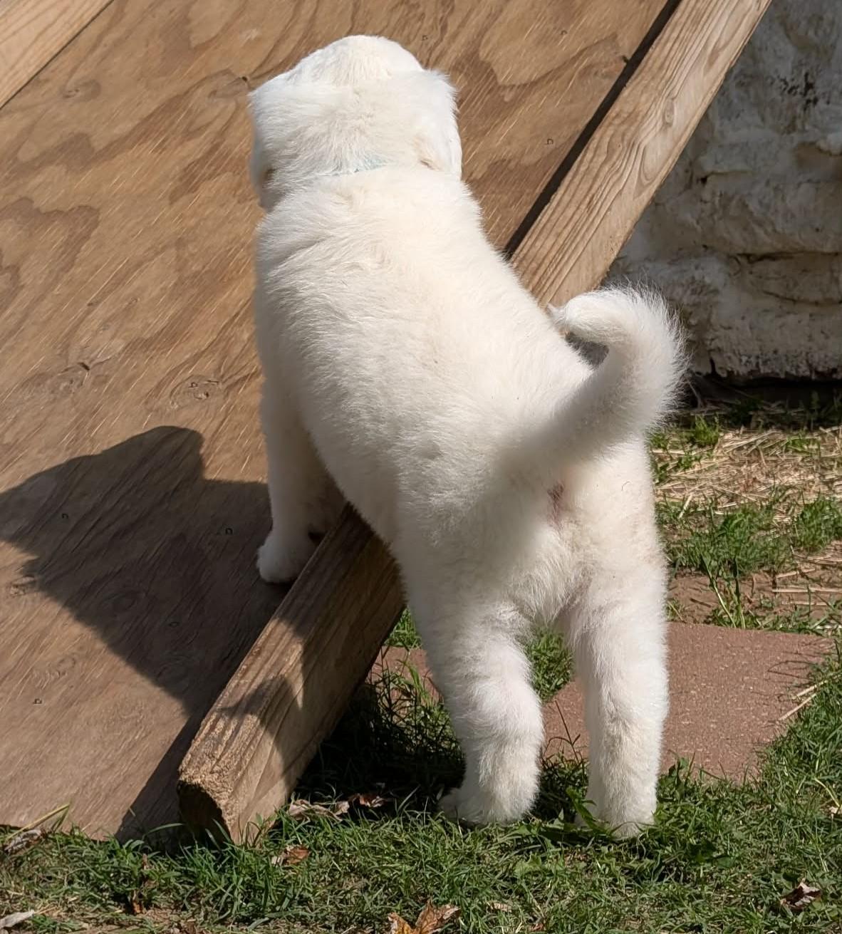 Enlarge Sputnik, a ADOPTABLE Great Pyrenees in Kiowa, OK image 6/6