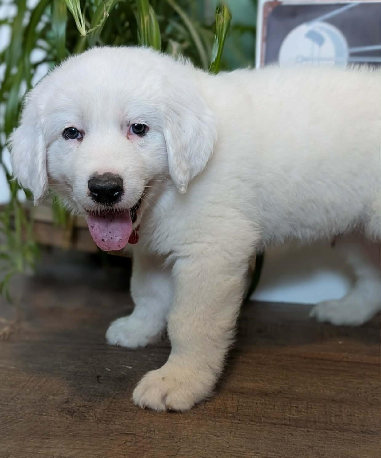 Enlarge Sputnik, a ADOPTABLE Great Pyrenees in Kiowa, OK image 5/6