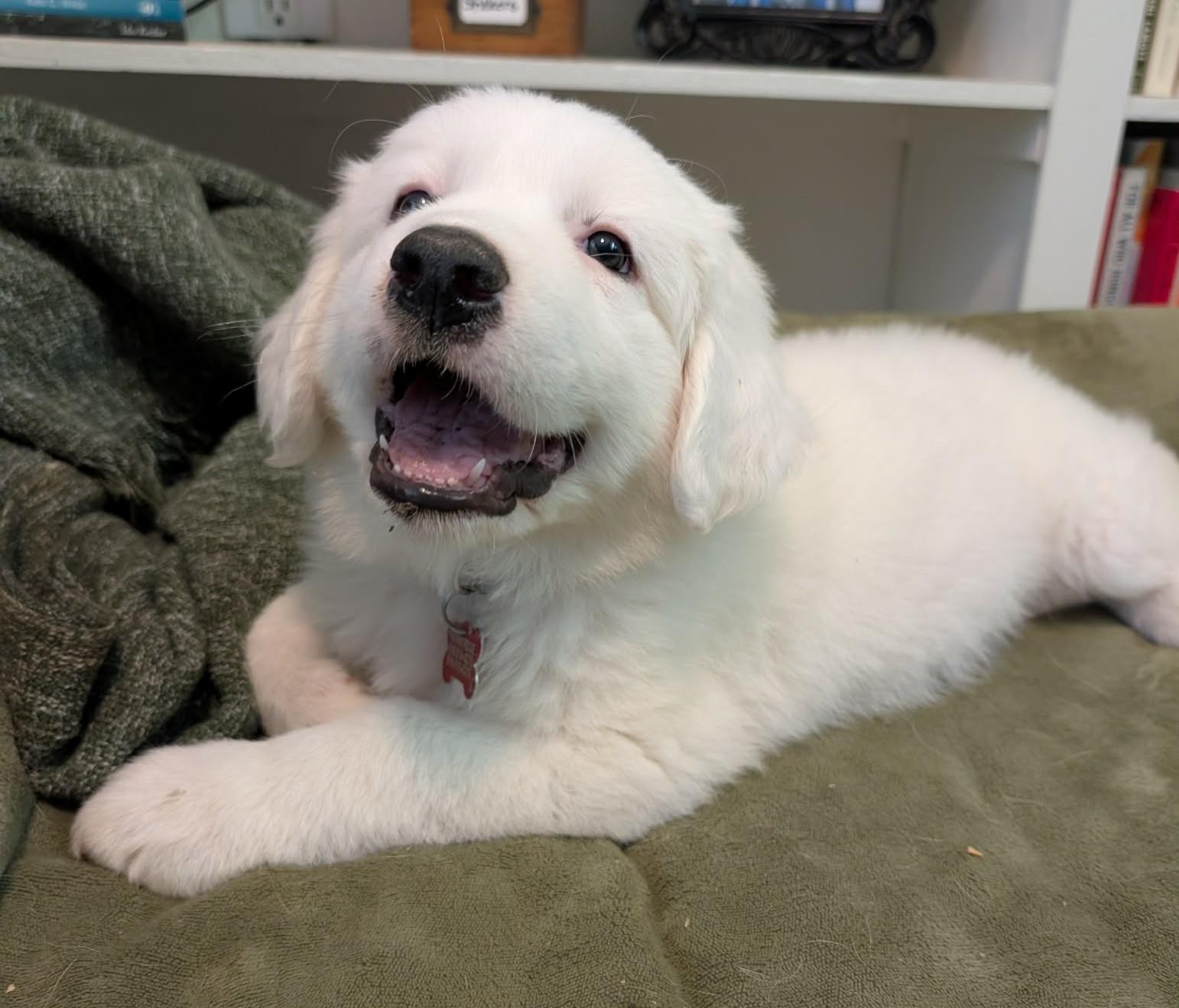 Enlarge Sputnik, a ADOPTABLE Great Pyrenees in Kiowa, OK image 3/6