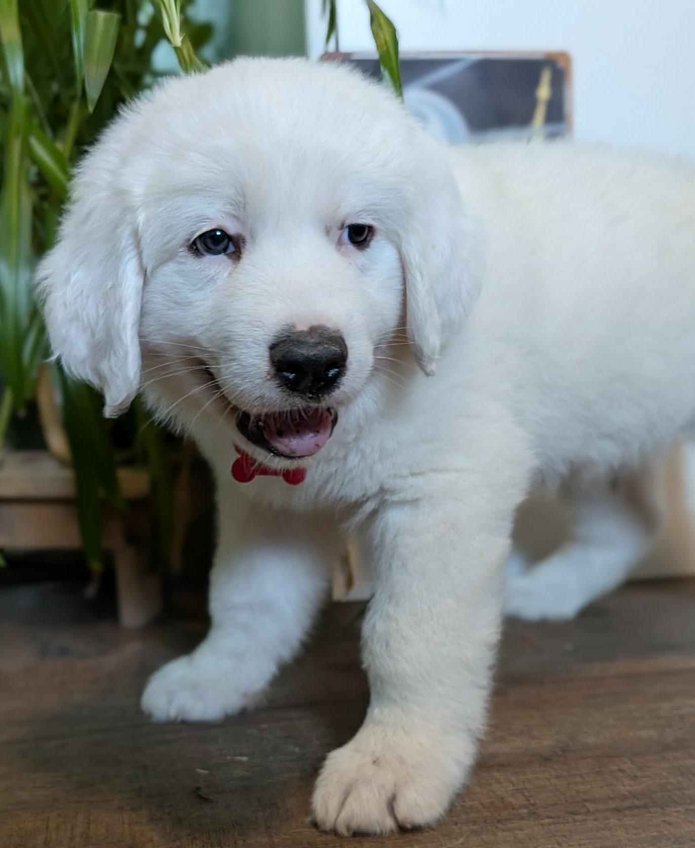 Enlarge Sputnik, a ADOPTABLE Great Pyrenees in Kiowa, OK image 2/6