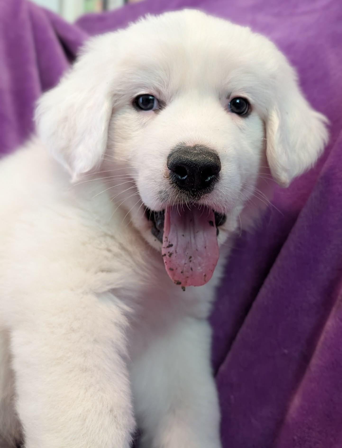 Enlarge Sputnik, a ADOPTABLE Great Pyrenees in Kiowa, OK image 4/6