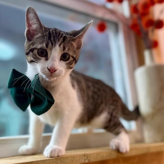 Vaporeon Pokemon — thumbnail 2