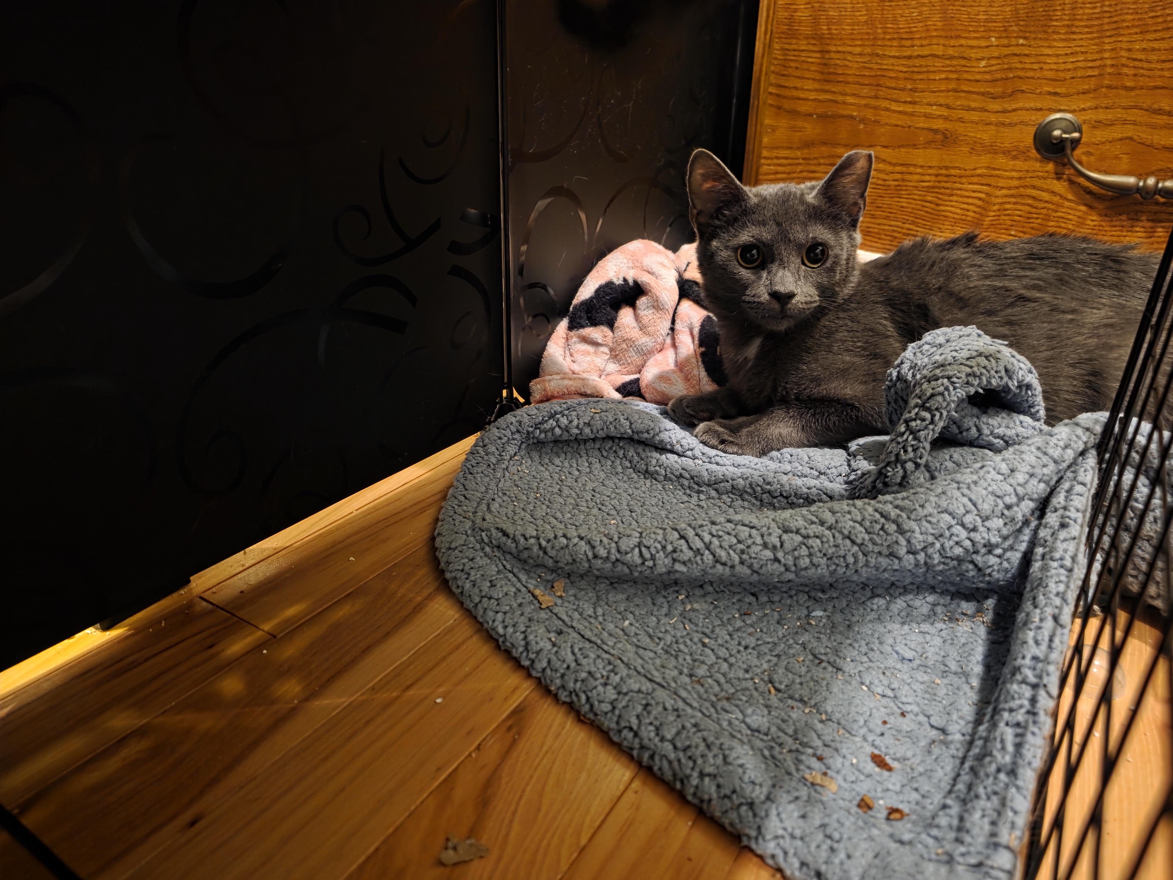Enlarge Prudence, a Adopted Domestic Short Hair in Baltimore, MD image 2/2
