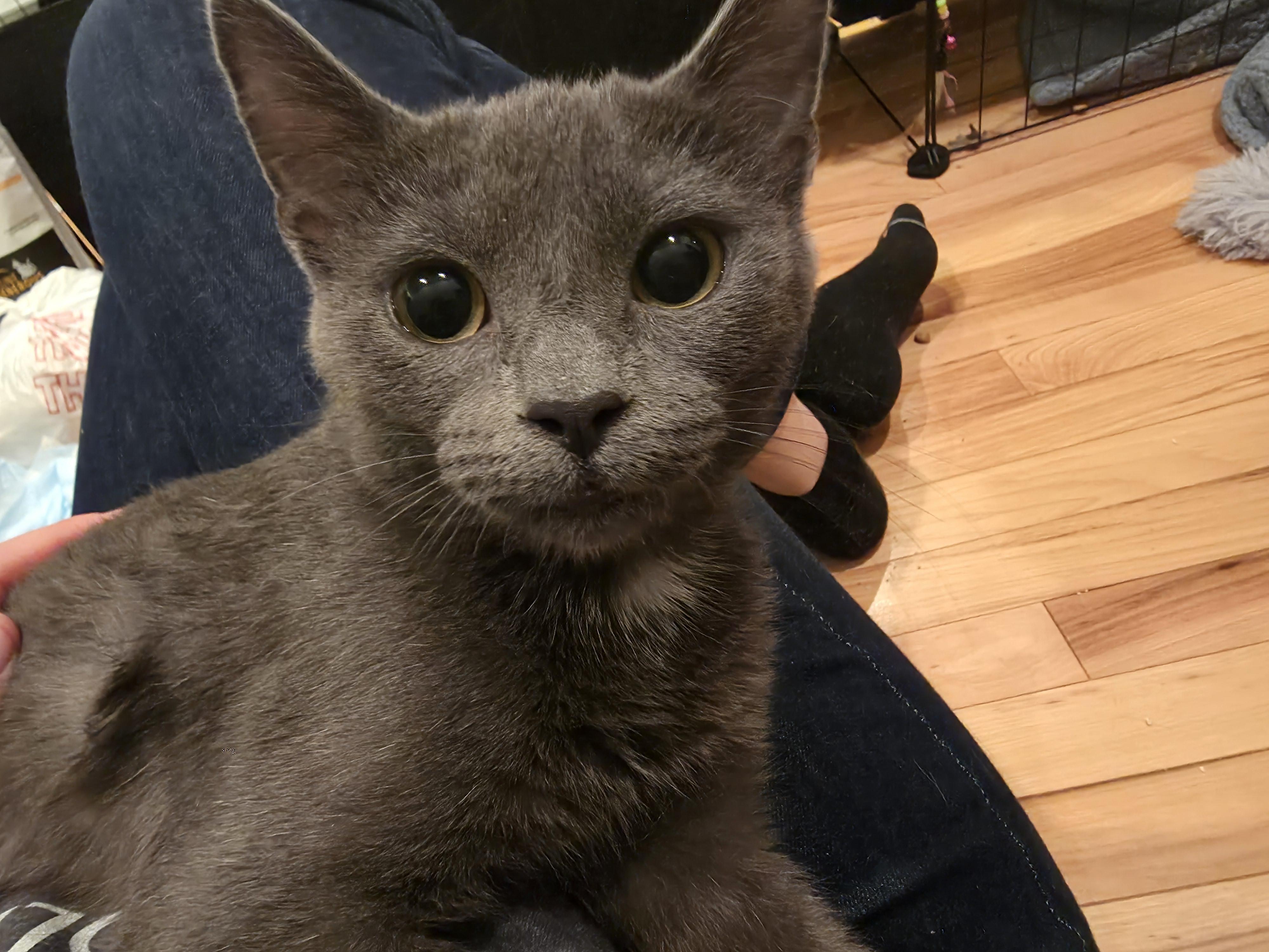 Prudence, Adopted, Young Female Domestic Short Hair.