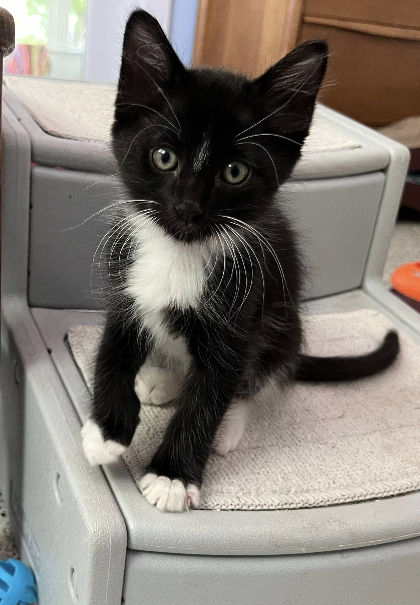 Streak, Adopted, Kitten Male Domestic Short Hair.