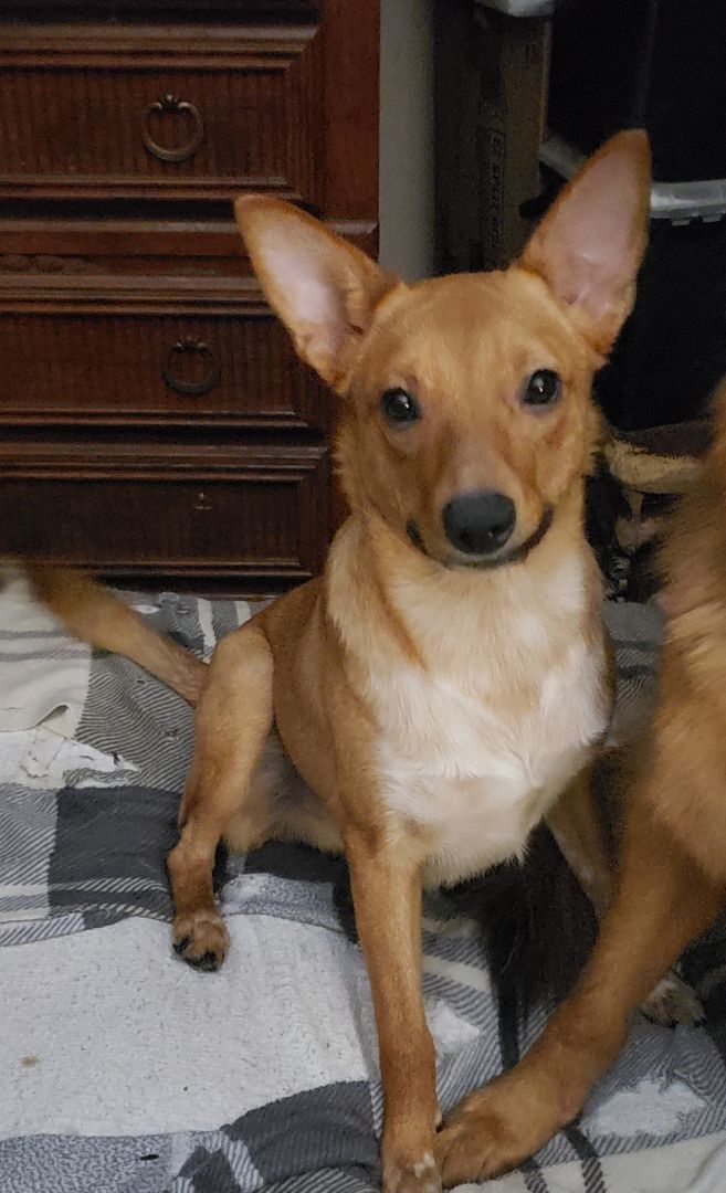 Tully, a Adoptable mixed breed in Roy, WA image 1/6