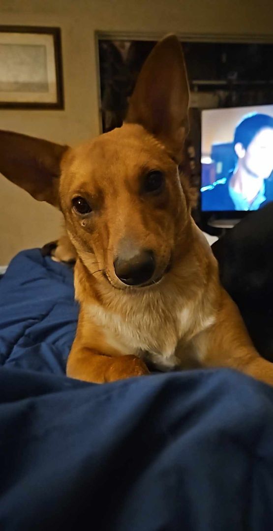 Tully, a Adoptable mixed breed in Roy, WA image 2/6