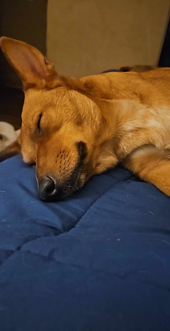 Tully, a Adoptable mixed breed in Roy, WA image 3/6