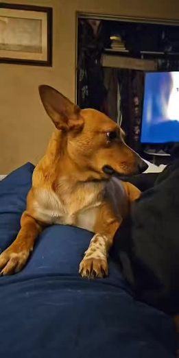 Tully, a Adoptable mixed breed in Roy, WA image 4/6