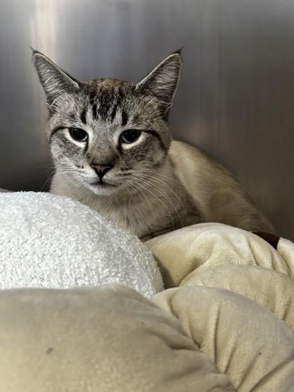 Enlarge Renamon, a Adoptable mixed breed in Roseville, CA image 1/1