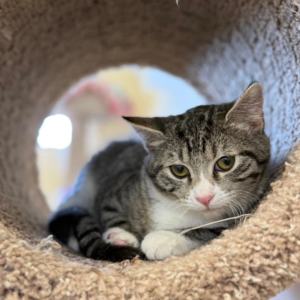 Enlarge Millie, a Adoptable Domestic Short Hair in Naperville, IL image 1/1