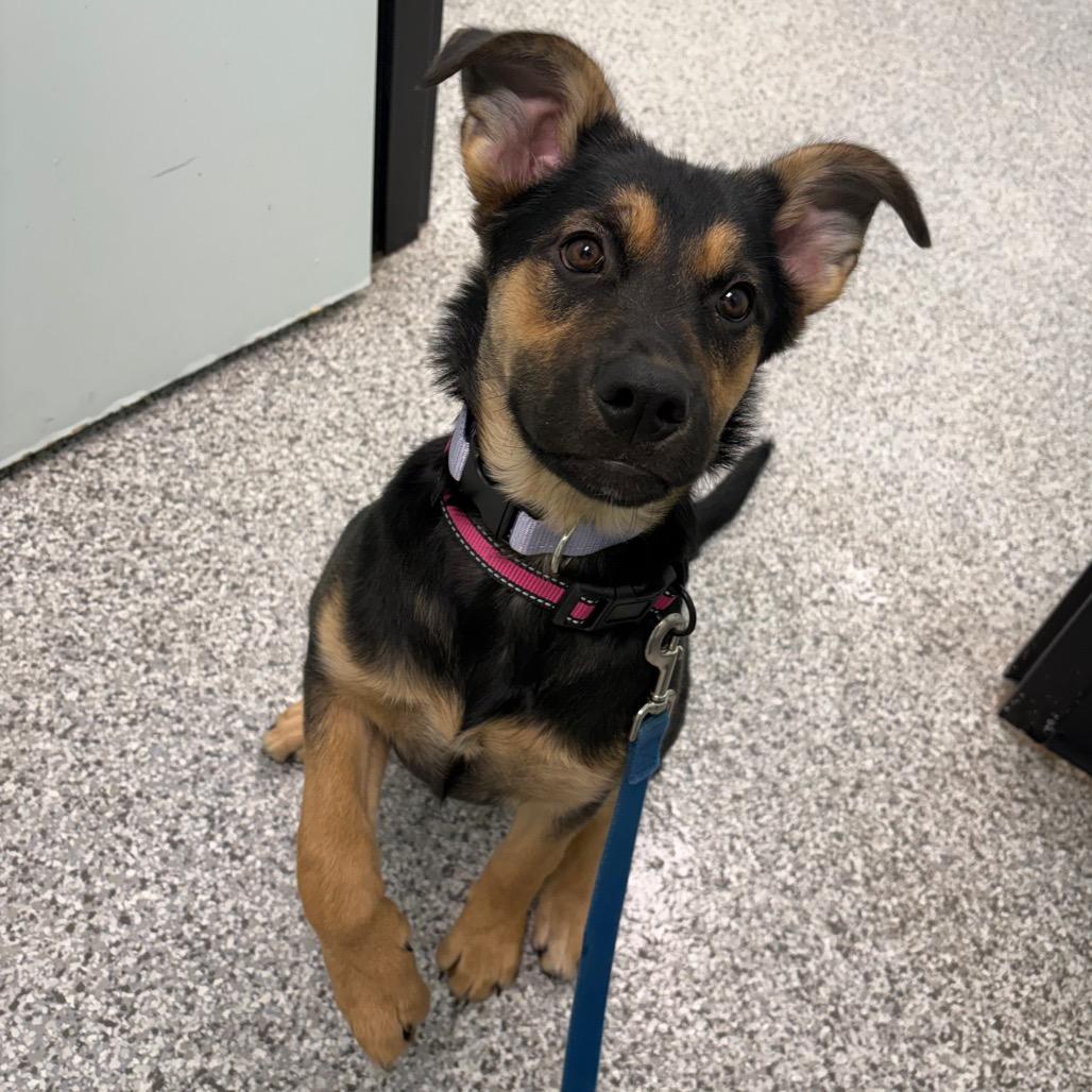 Honey Ham, Adoptable, Young Female Mixed Breed.