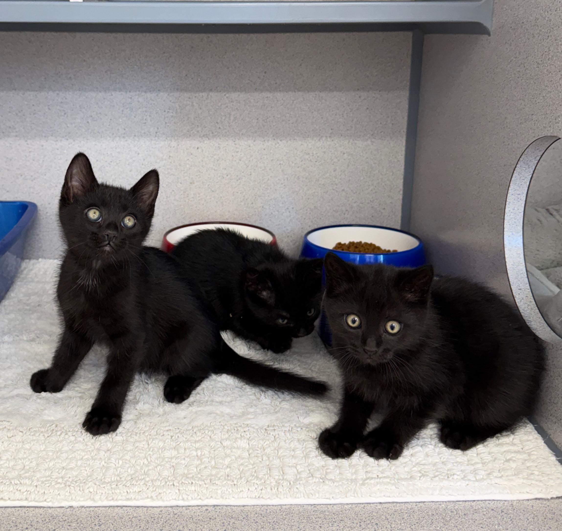 Stevie, Adoptable, Kitten Female Domestic Short Hair.