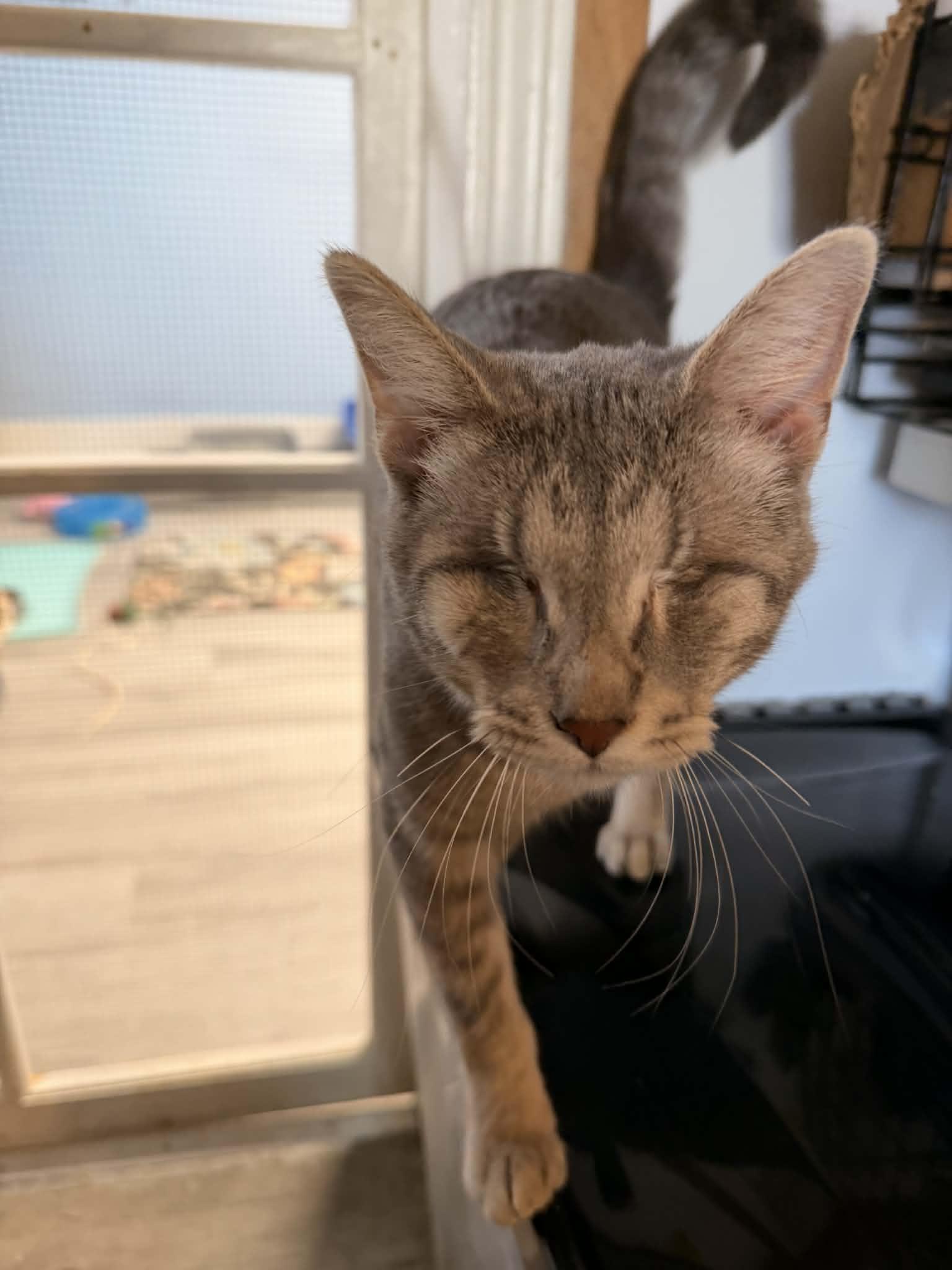 Comet, a Adopted Domestic Short Hair in Mears, MI image 1/5