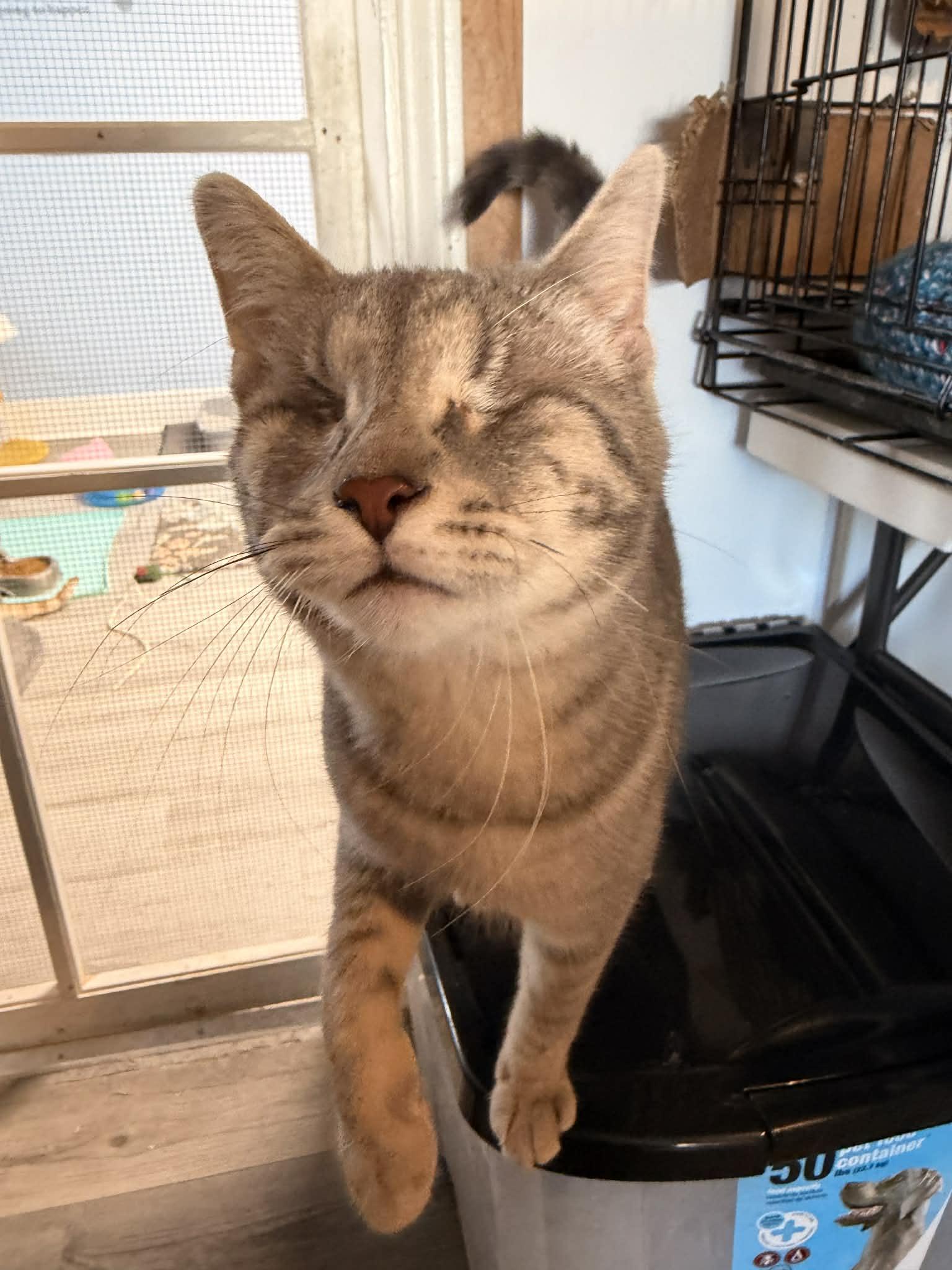 Comet, a Adopted Domestic Short Hair in Mears, MI image 2/5