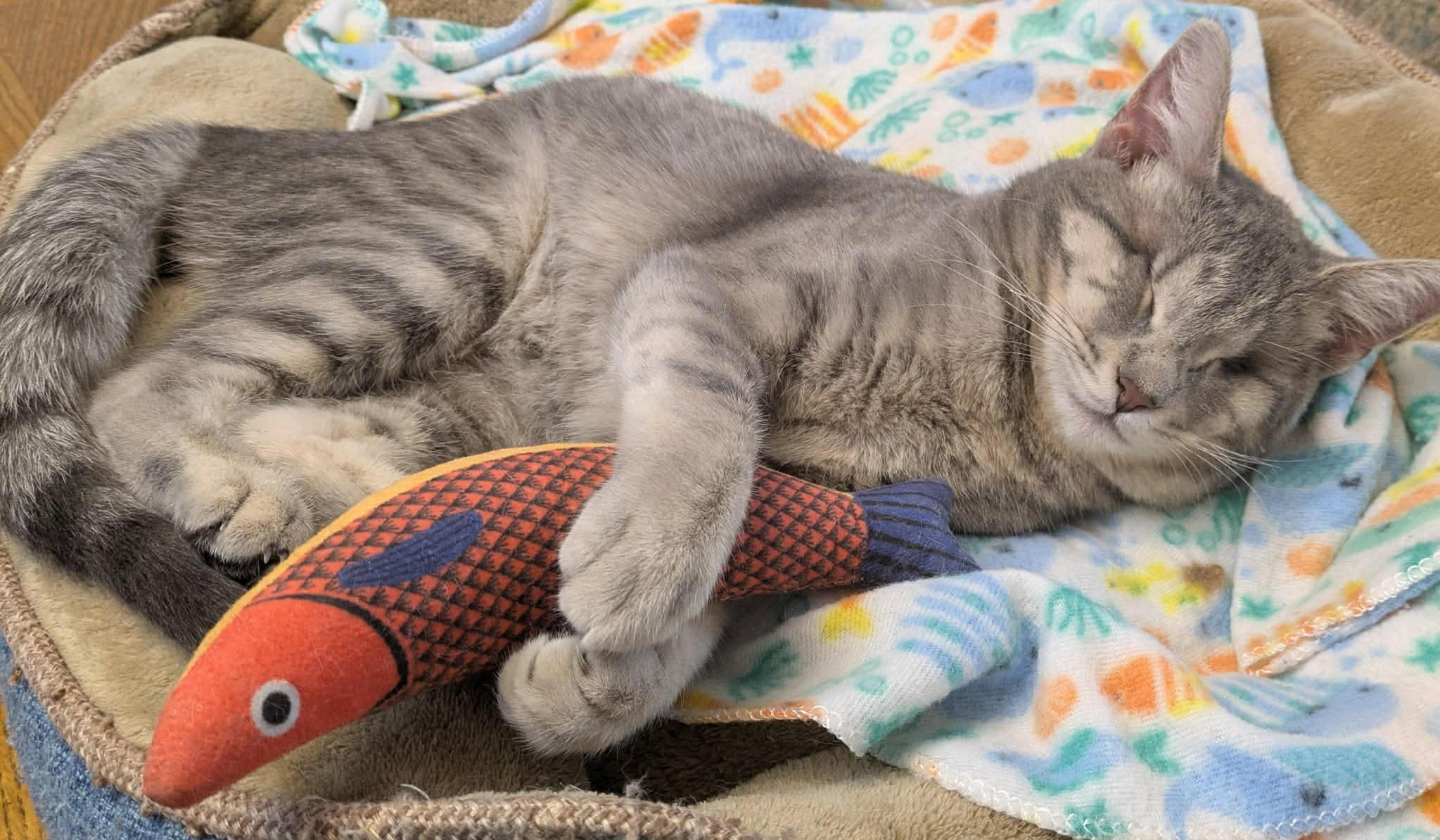 Comet, a Adopted Domestic Short Hair in Mears, MI image 3/5
