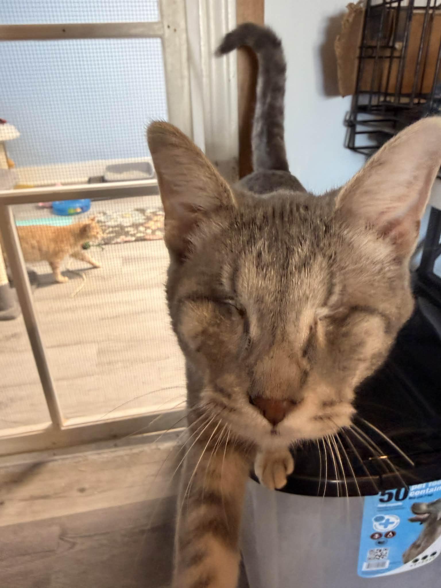 Comet, a Adopted Domestic Short Hair in Mears, MI image 5/5