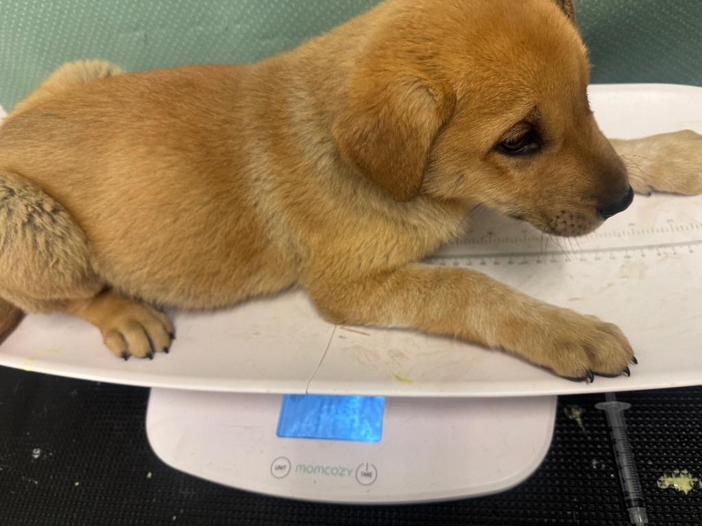 Enlarge Habor-Adoptable, a Adoptable mixed breed in Chickamauga , GA image 1/1