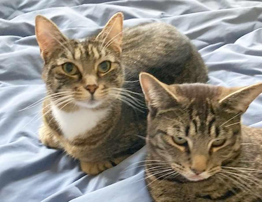 Enlarge TINA, a Adoptable Domestic Short Hair in Sequim, WA image 2/5