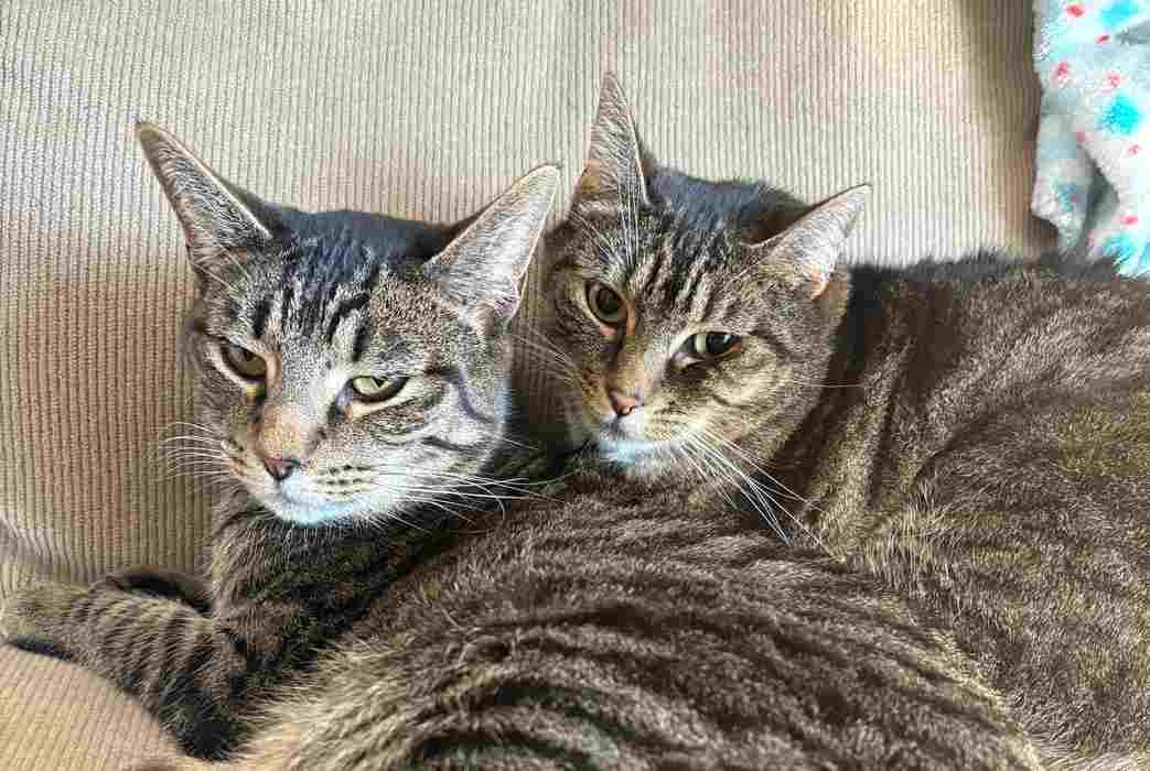 Enlarge TINA, a Adoptable Domestic Short Hair in Sequim, WA image 4/5