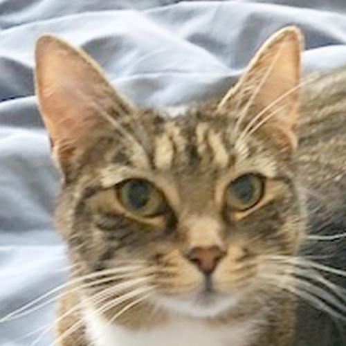 TINA, Adoptable, Adult Female Domestic Short Hair.