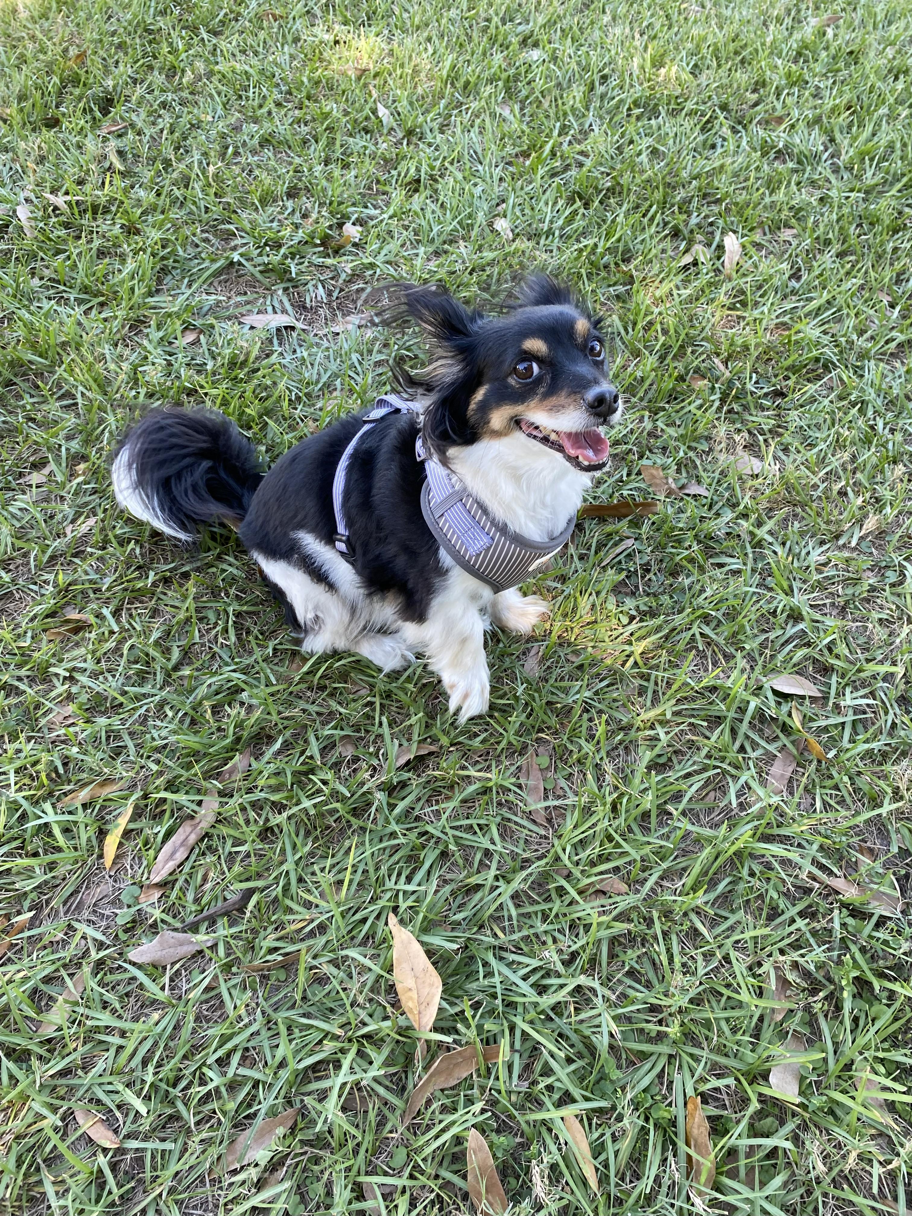 Enlarge Zeus, a Adopted mixed breed in Ruskin, FL image 1/3