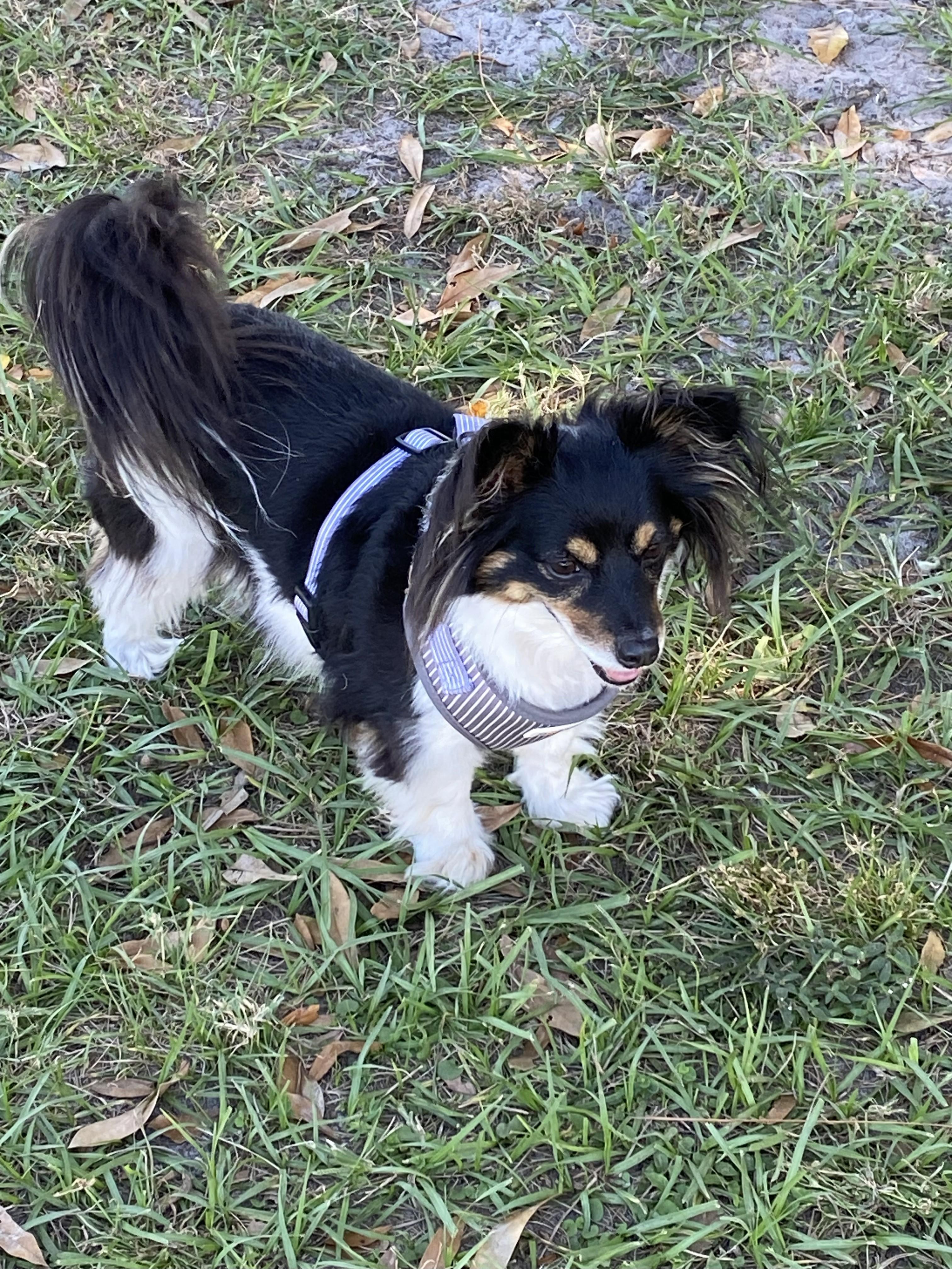 Enlarge Zeus, a Adopted mixed breed in Ruskin, FL image 2/3