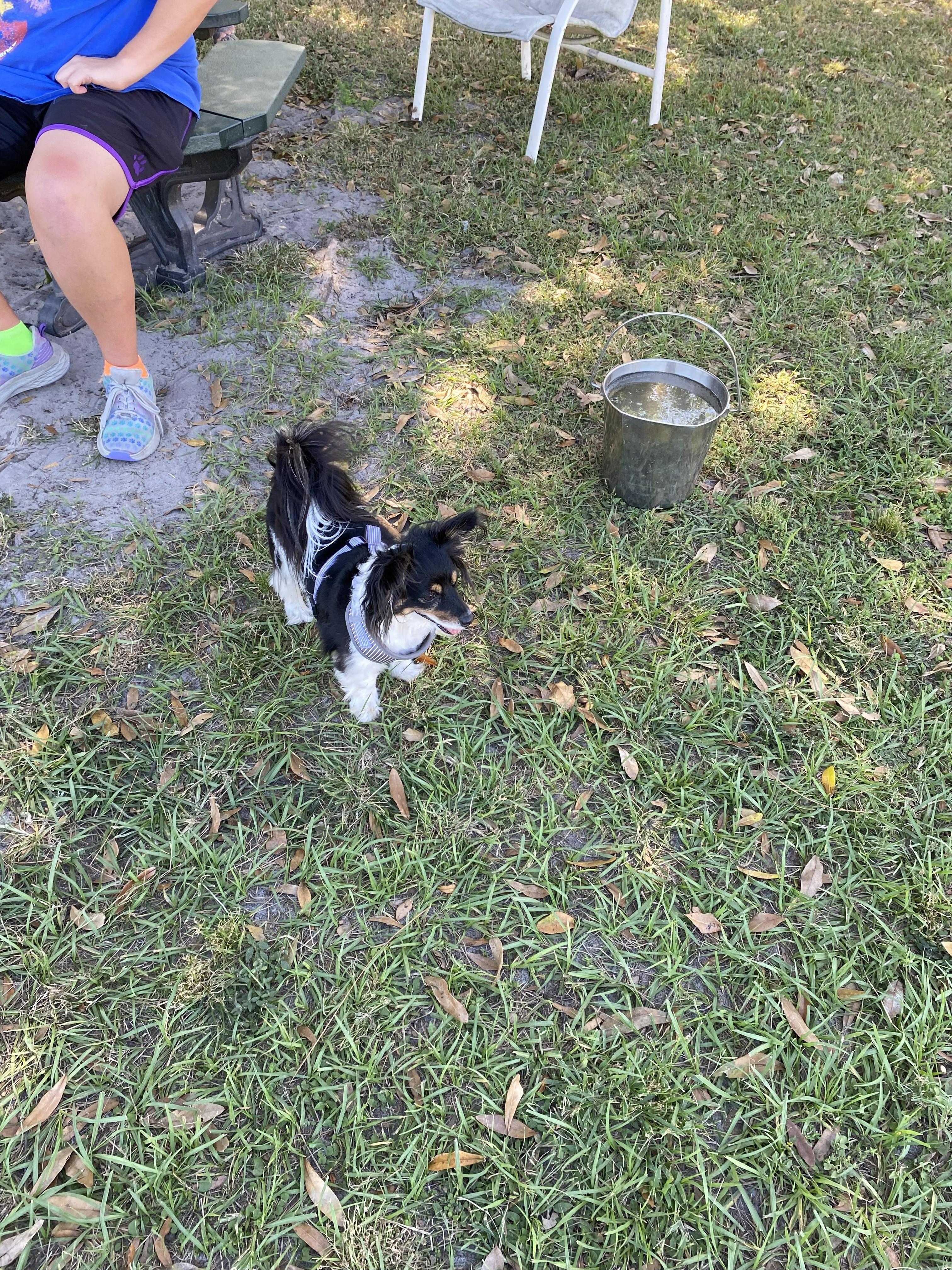 Enlarge Zeus, a Adopted mixed breed in Ruskin, FL image 3/3