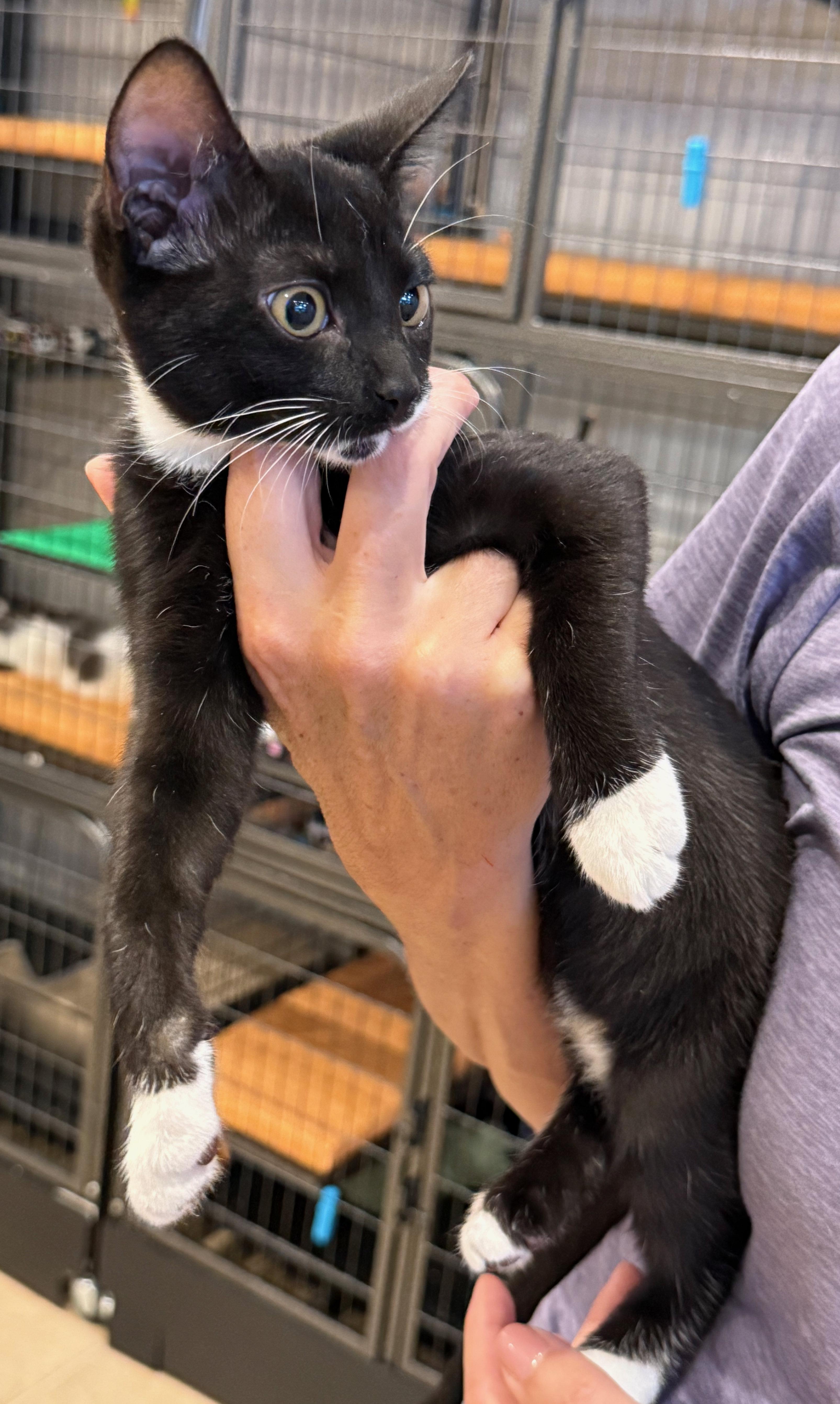 Bernie, a ADOPTABLE Domestic Short Hair in Hilton Head Island, SC image 3/4