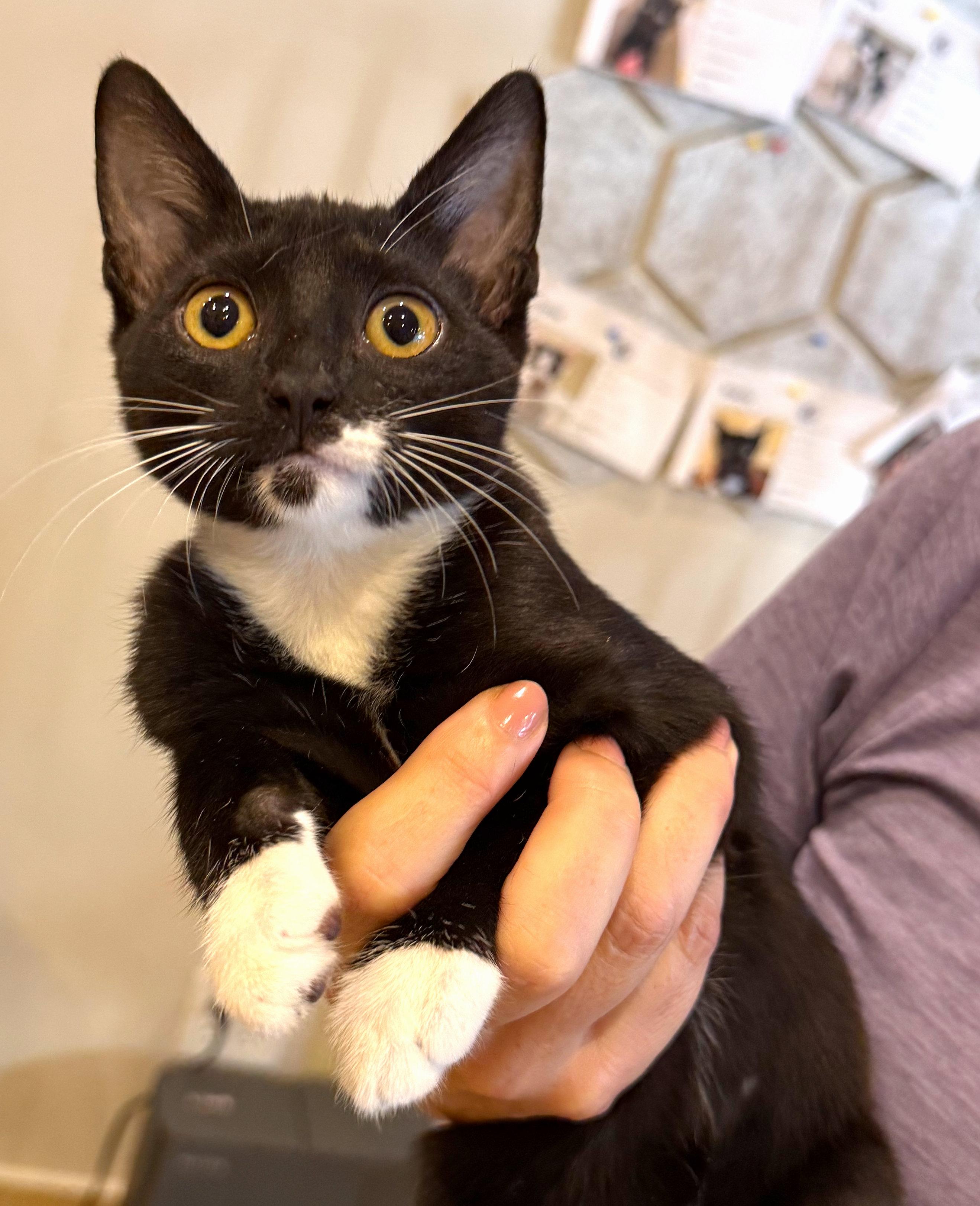 Bernie, ADOPTABLE, Kitten Female Domestic Short Hair.