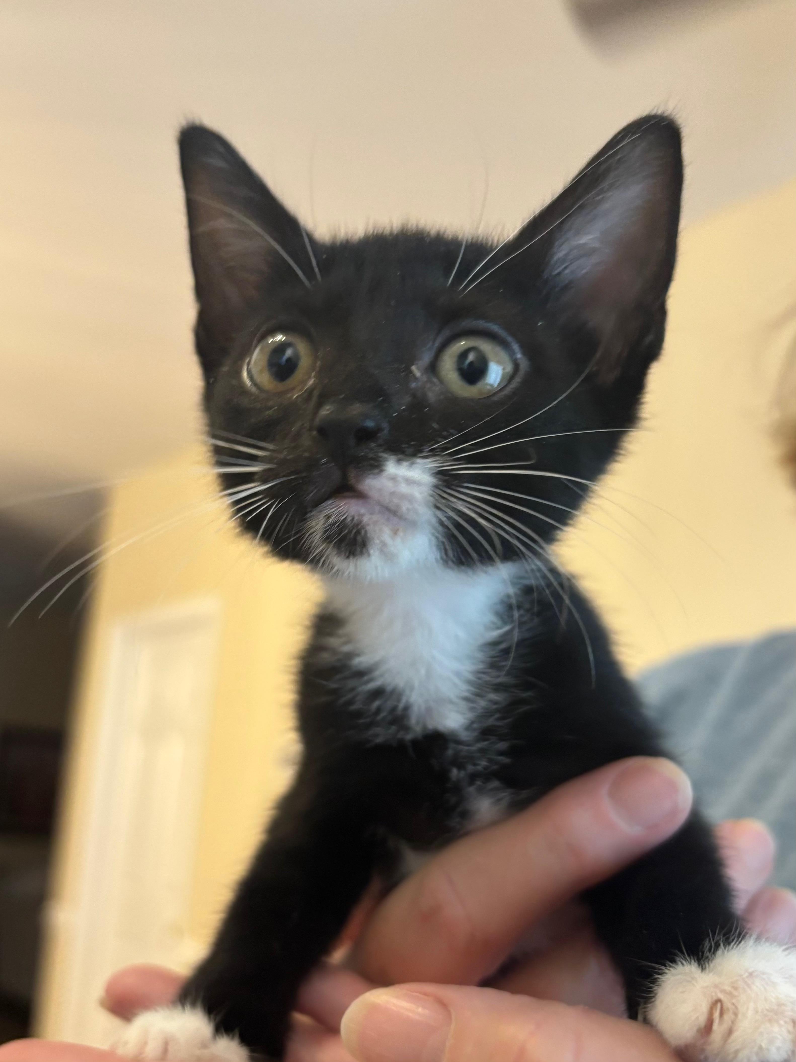 Enlarge Bernard, a ADOPTABLE Domestic Short Hair in Hilton Head Island, SC image 2/3