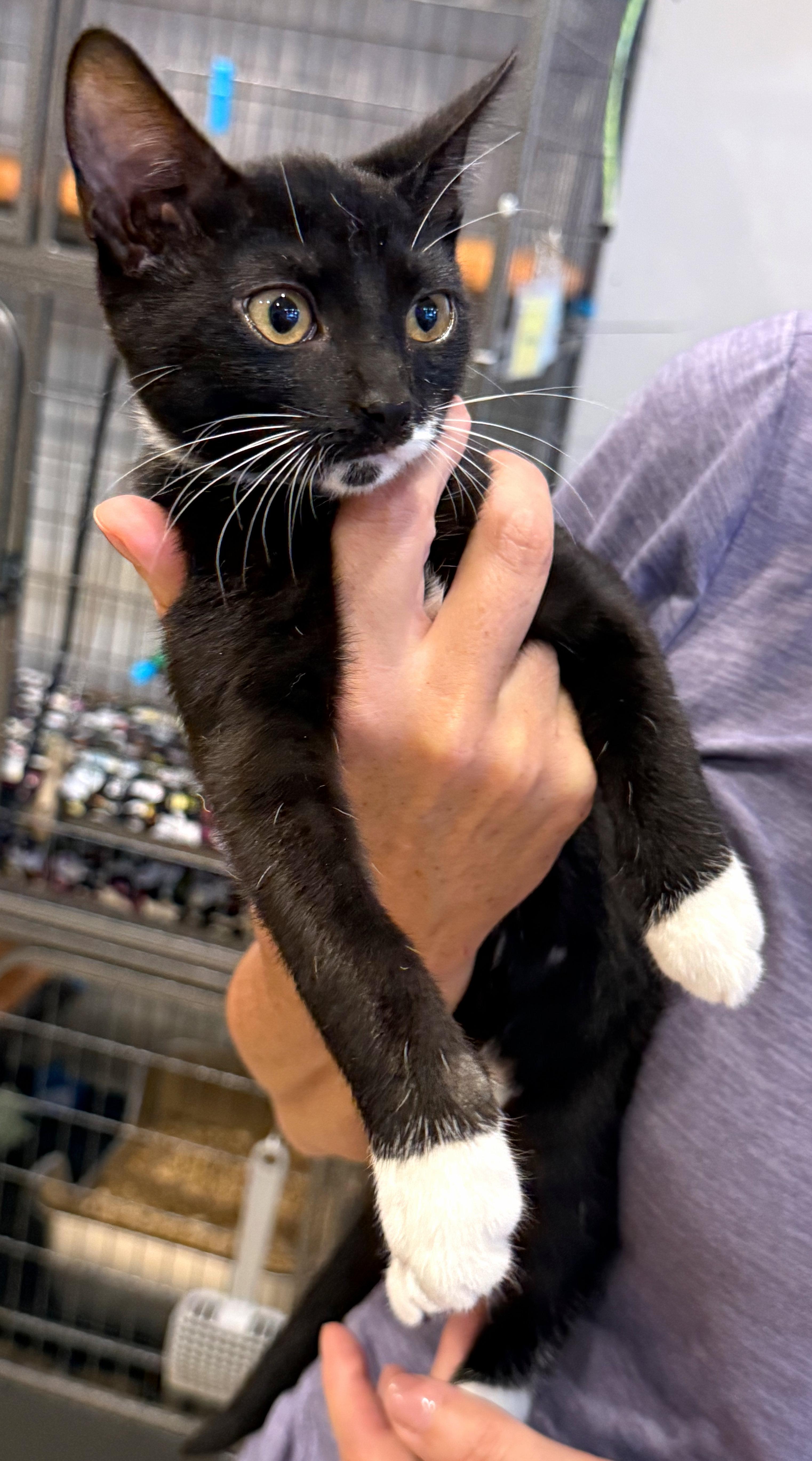 Bernie, a ADOPTABLE Domestic Short Hair in Hilton Head Island, SC image 2/4