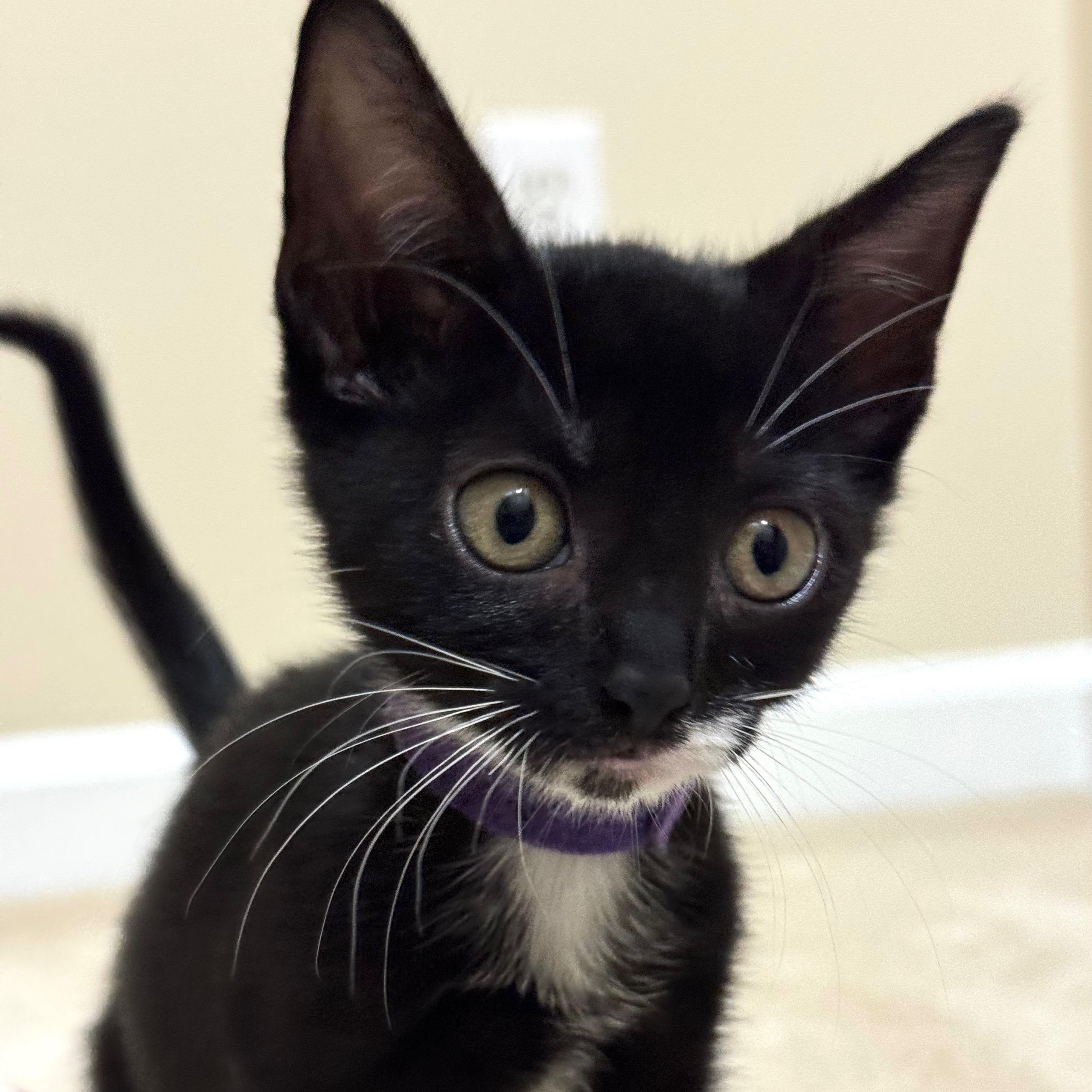 Bernard, ADOPTABLE, Kitten Male Domestic Short Hair.