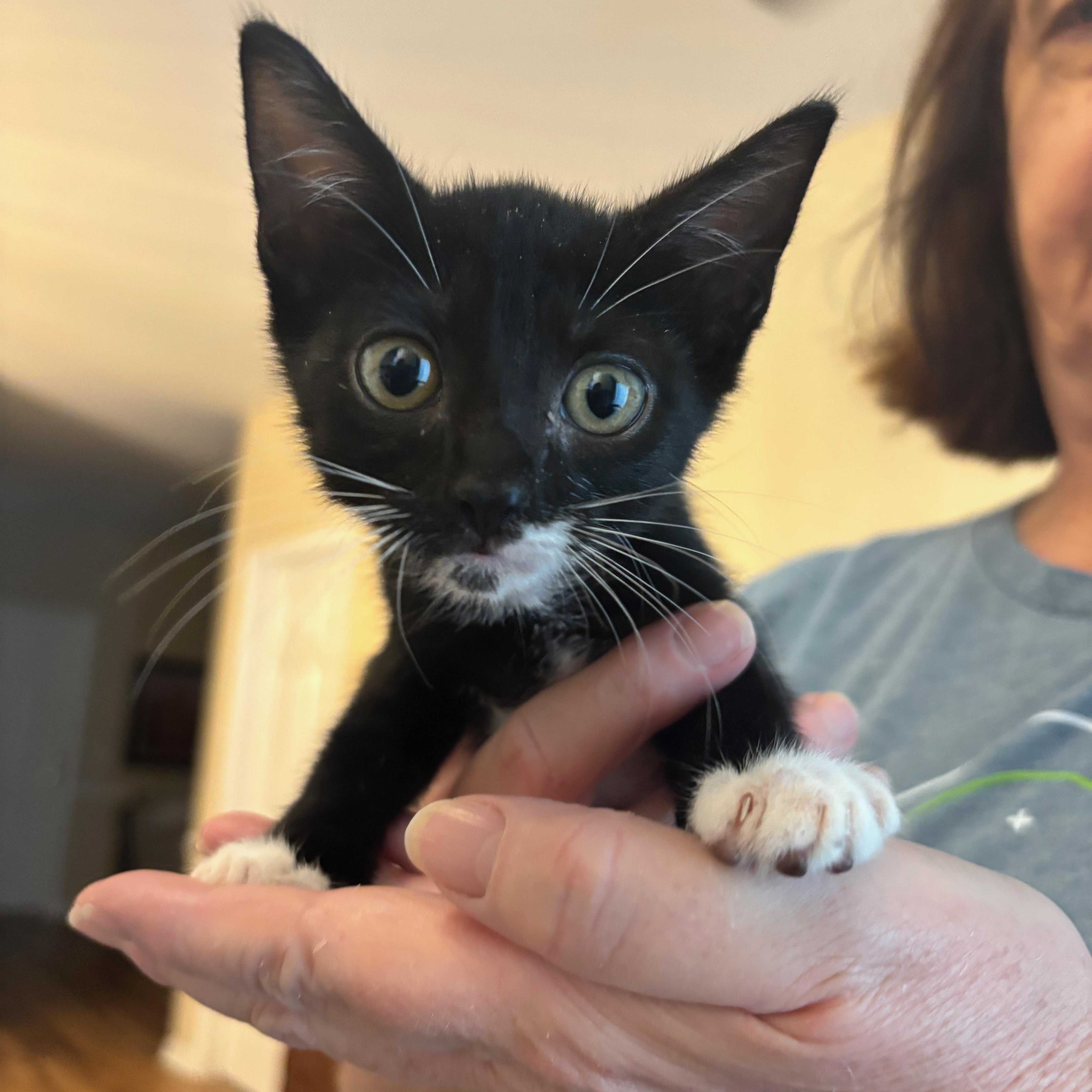 Enlarge Bernard, a ADOPTABLE Domestic Short Hair in Hilton Head Island, SC image 3/3