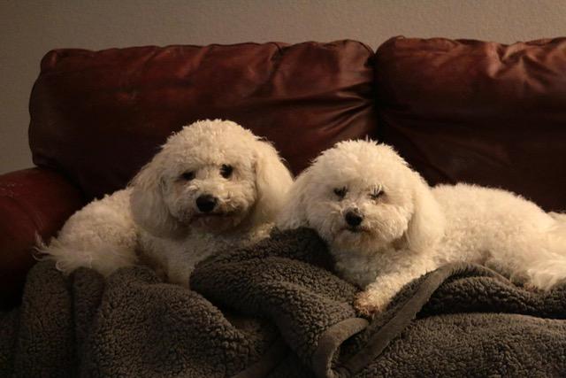 Morgan Bichon