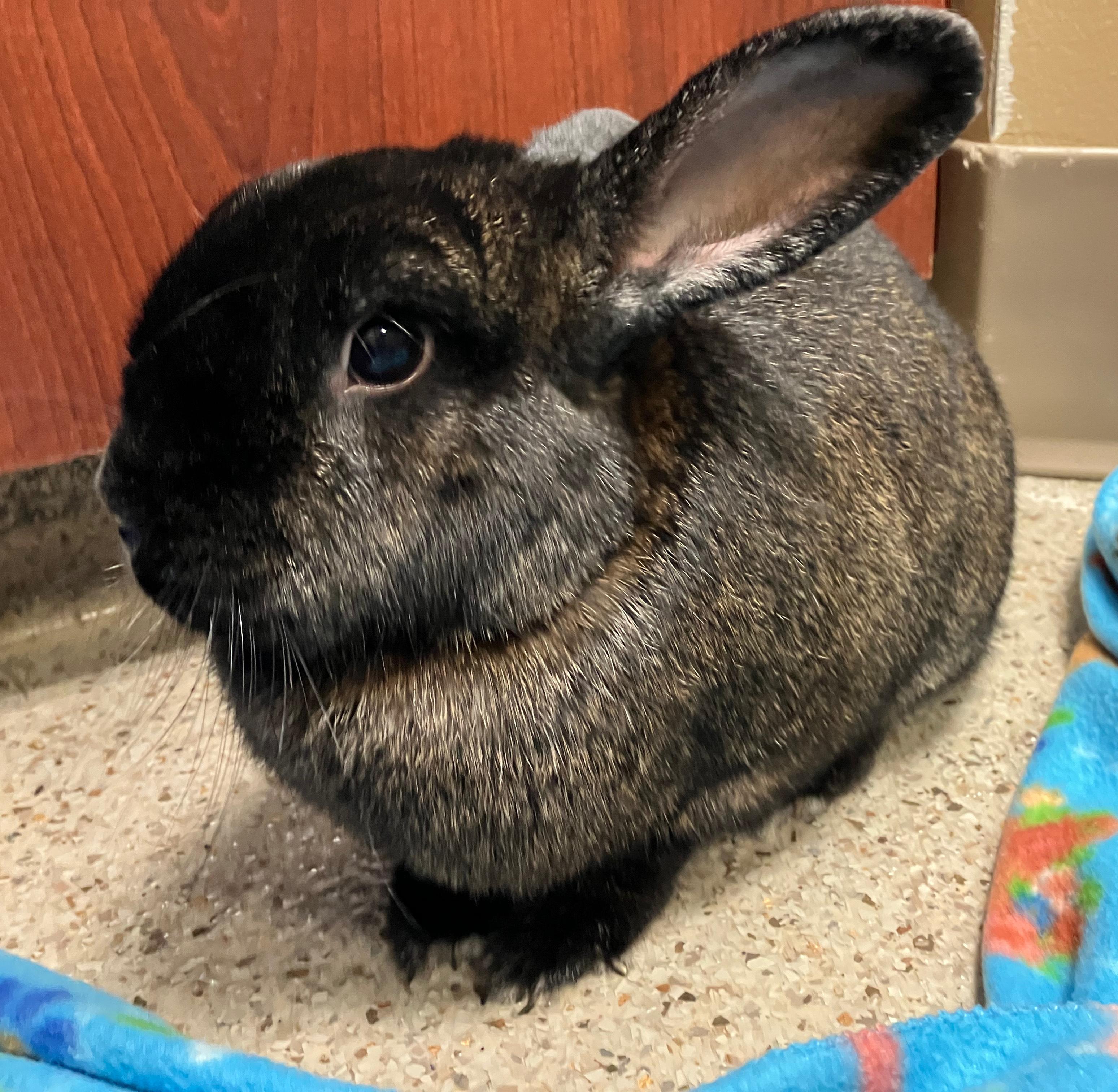 Enlarge Memphis & Mason, an adoptable mixed breed in Oshkosh, WI image 4/6