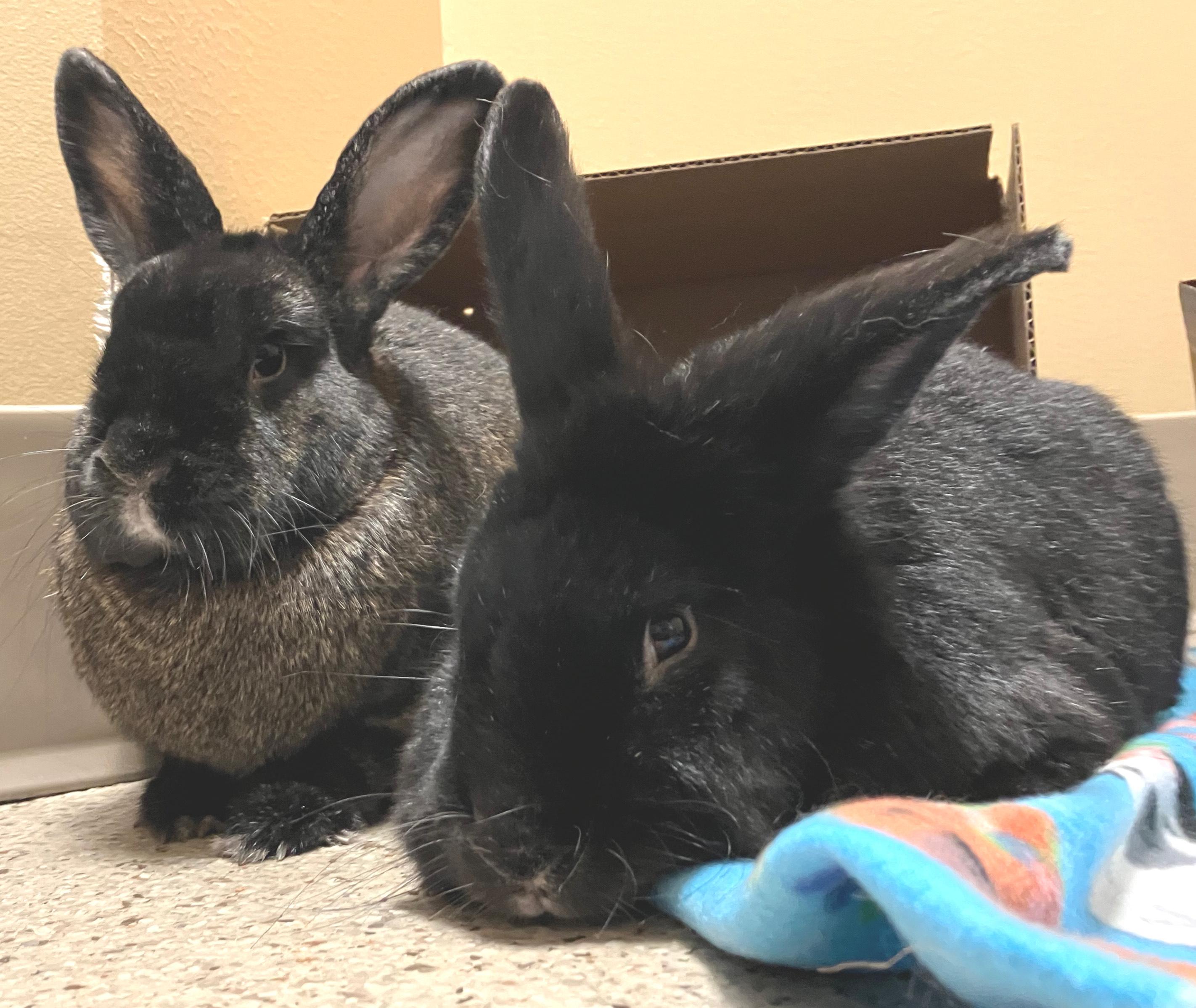 Enlarge Memphis & Mason, an adoptable mixed breed in Oshkosh, WI image 2/6