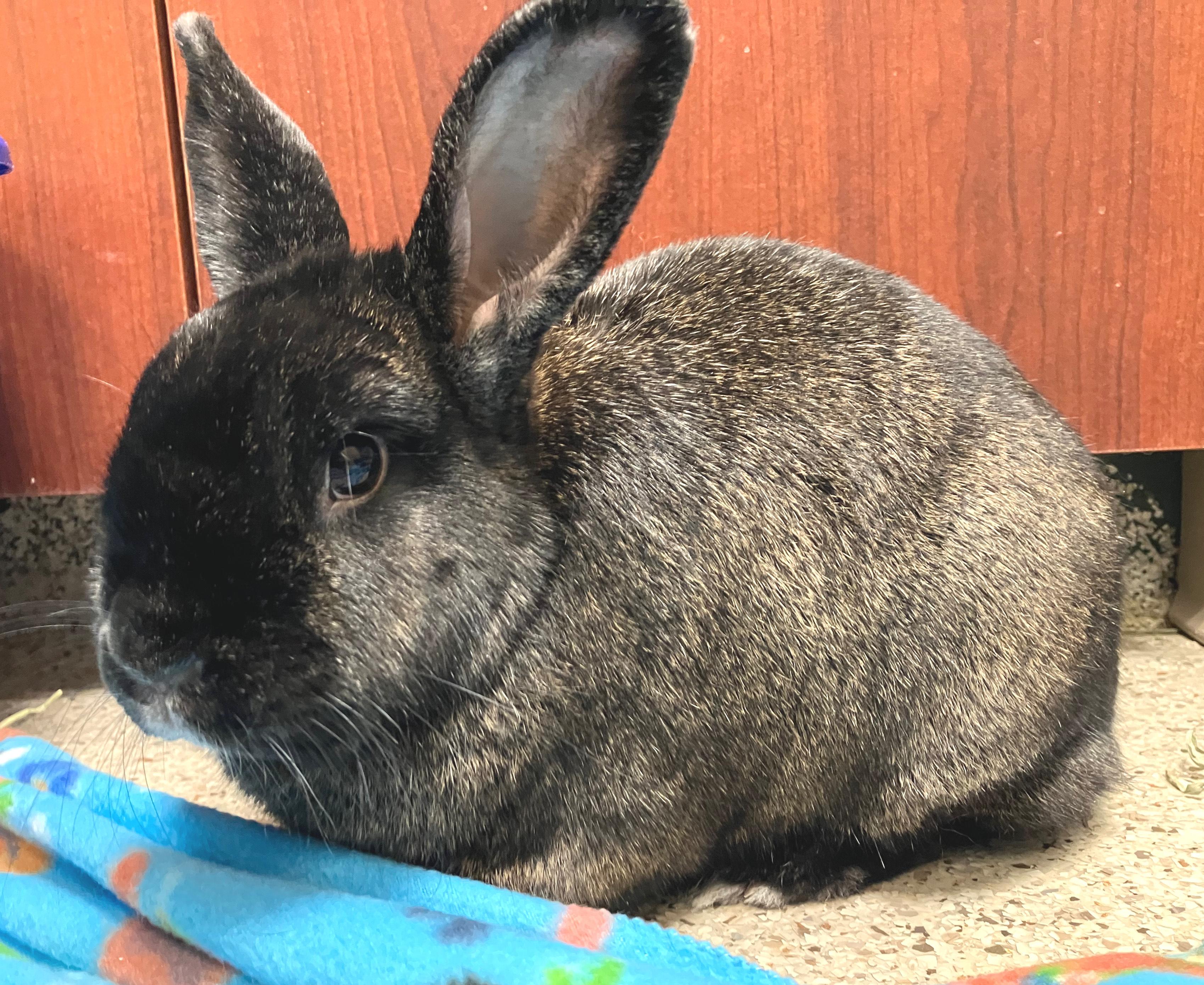 Enlarge Memphis & Mason, an adoptable mixed breed in Oshkosh, WI image 3/6