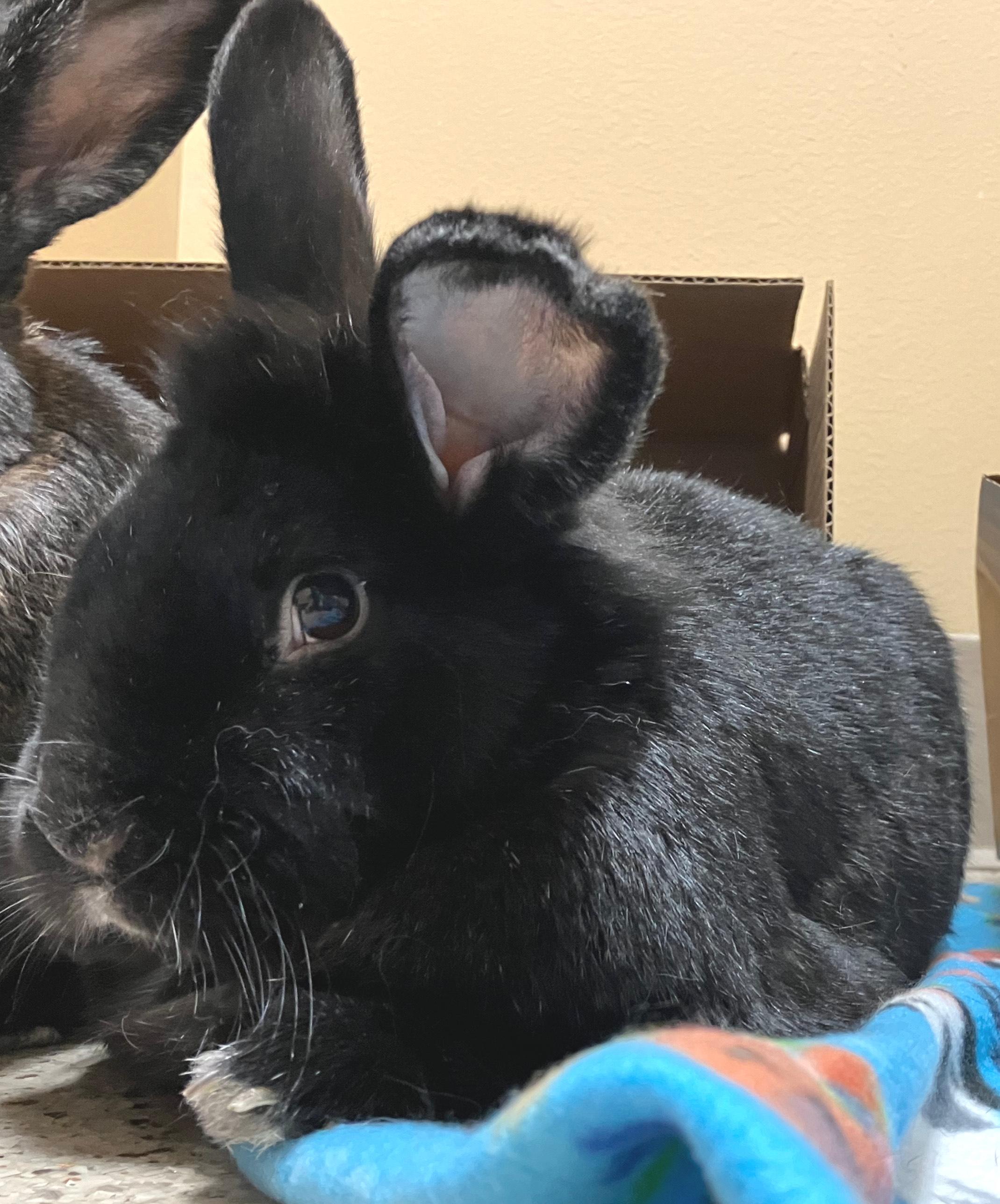 Enlarge Memphis & Mason, an adoptable mixed breed in Oshkosh, WI image 6/6