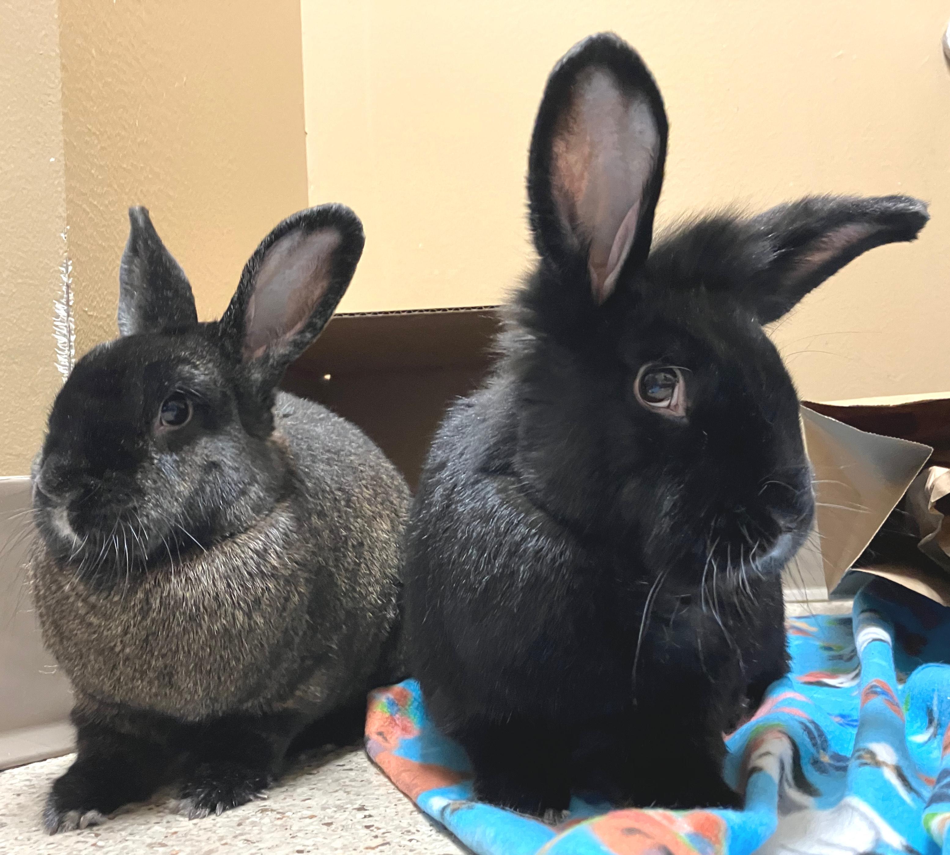 Enlarge Memphis & Mason, an adoptable mixed breed in Oshkosh, WI image 1/6