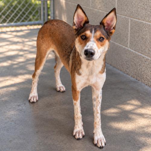 Duchess, Adoptable, Young Female Smooth Collie.