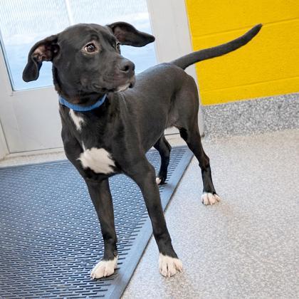 Enlarge Biff, a Adoptable mixed breed in Voorhees, NJ image 1/3
