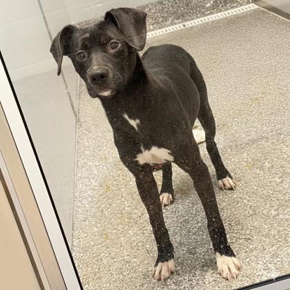 Enlarge Biff, a Adoptable mixed breed in Voorhees, NJ image 2/3