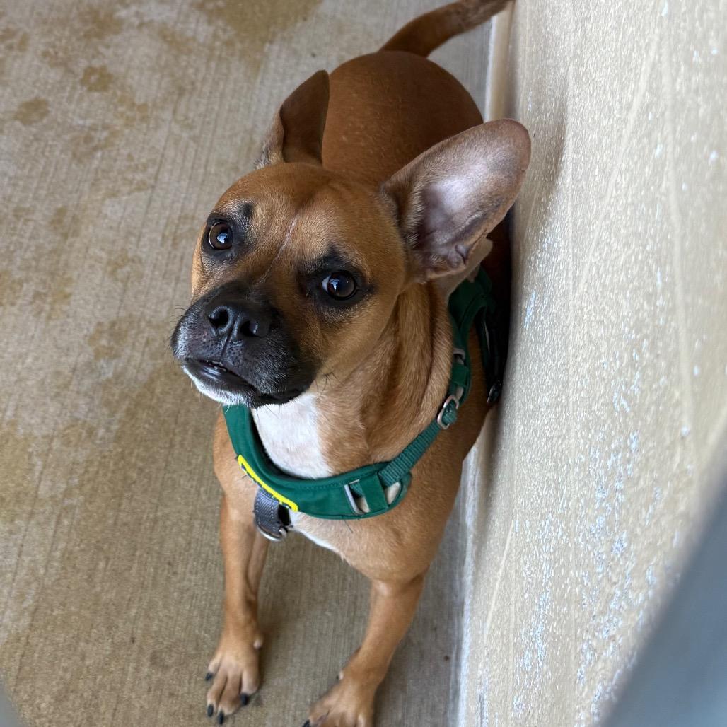 Enlarge Jack, a Adoptable Basenji in Waldorf, MD image 2/3