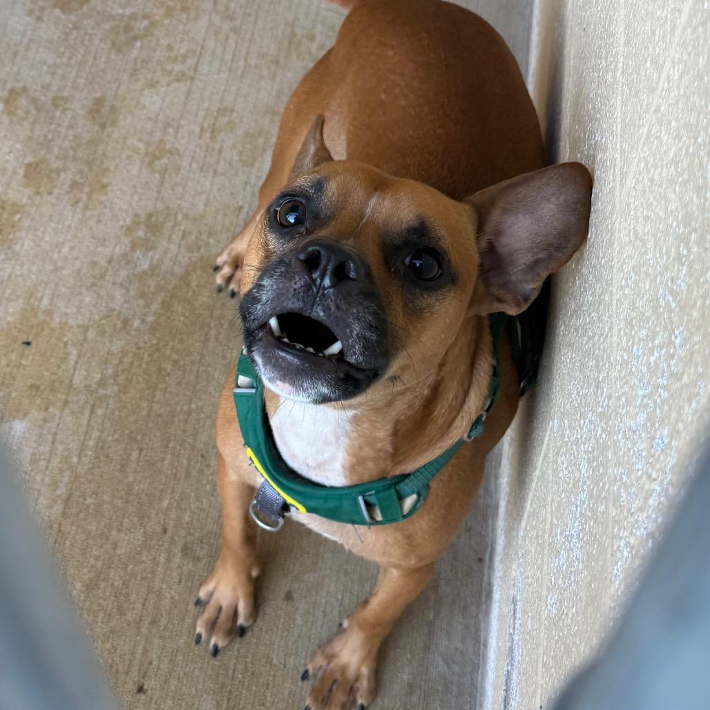 Enlarge Jack, a Adoptable Basenji in Waldorf, MD image 3/3