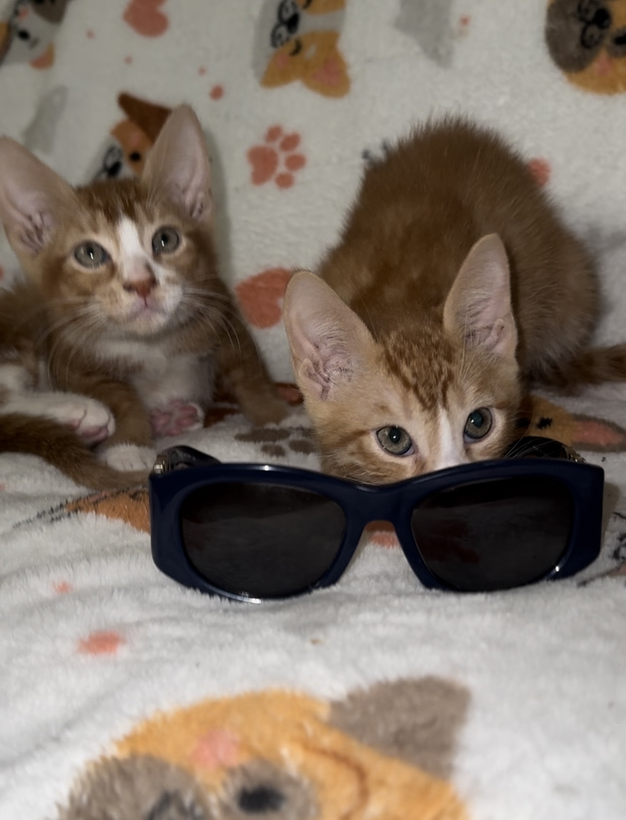 Beetle and Juice, a Adoptable Domestic Short Hair in Palm City, FL image 1/6