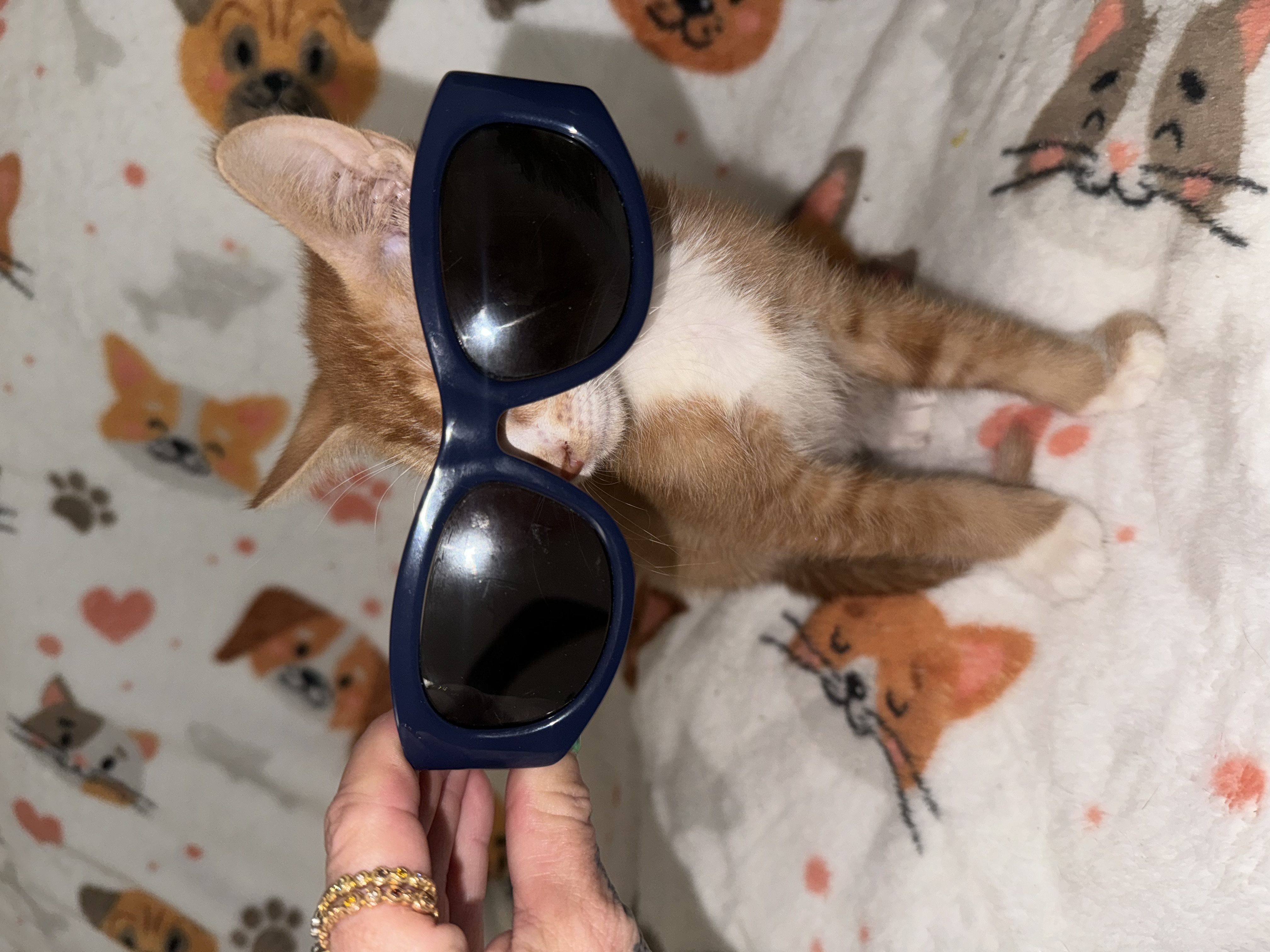 Beetle and Juice, a Adoptable Domestic Short Hair in Palm City, FL image 2/6