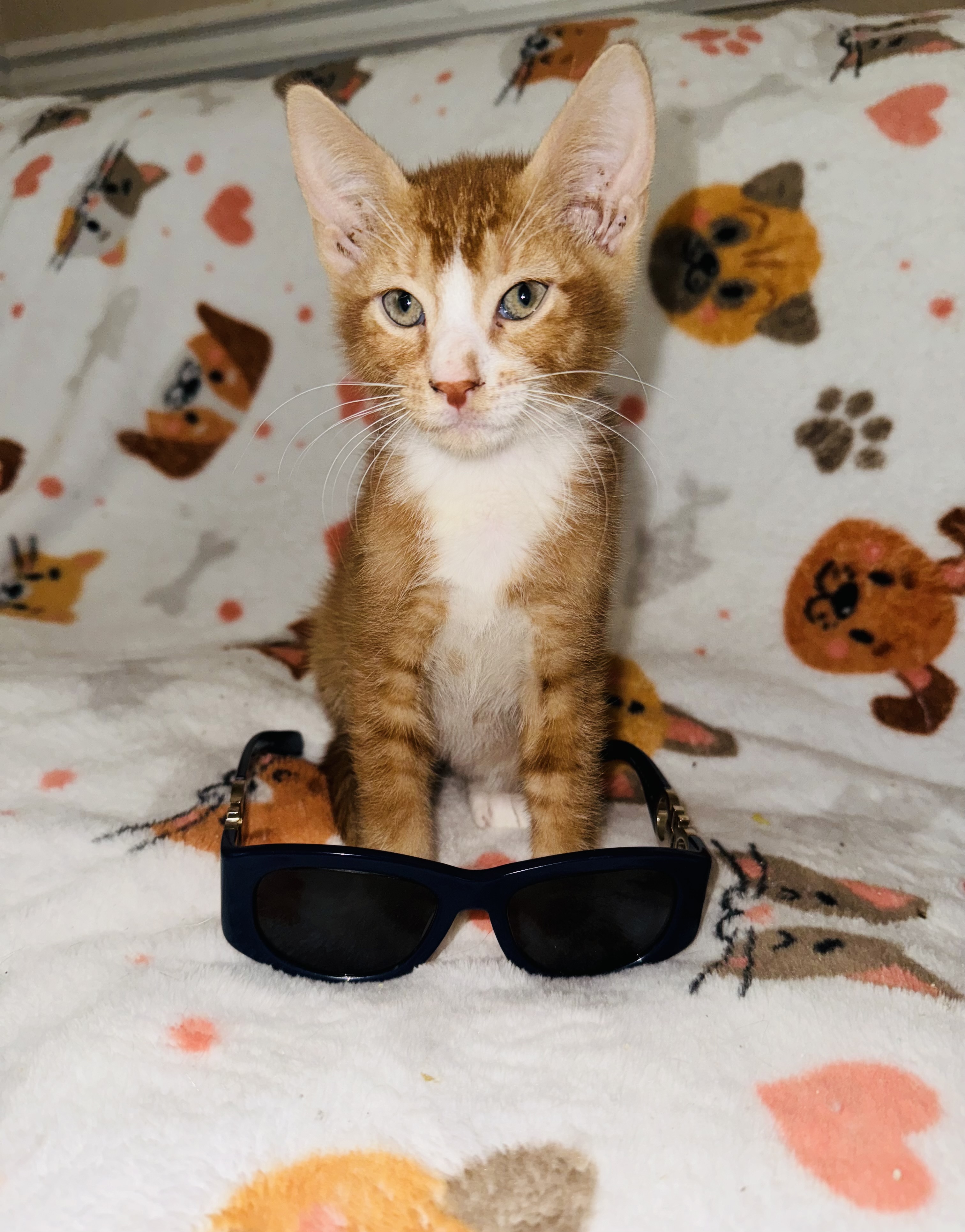 Beetle and Juice, Adoptable, Young Male Domestic Short Hair.